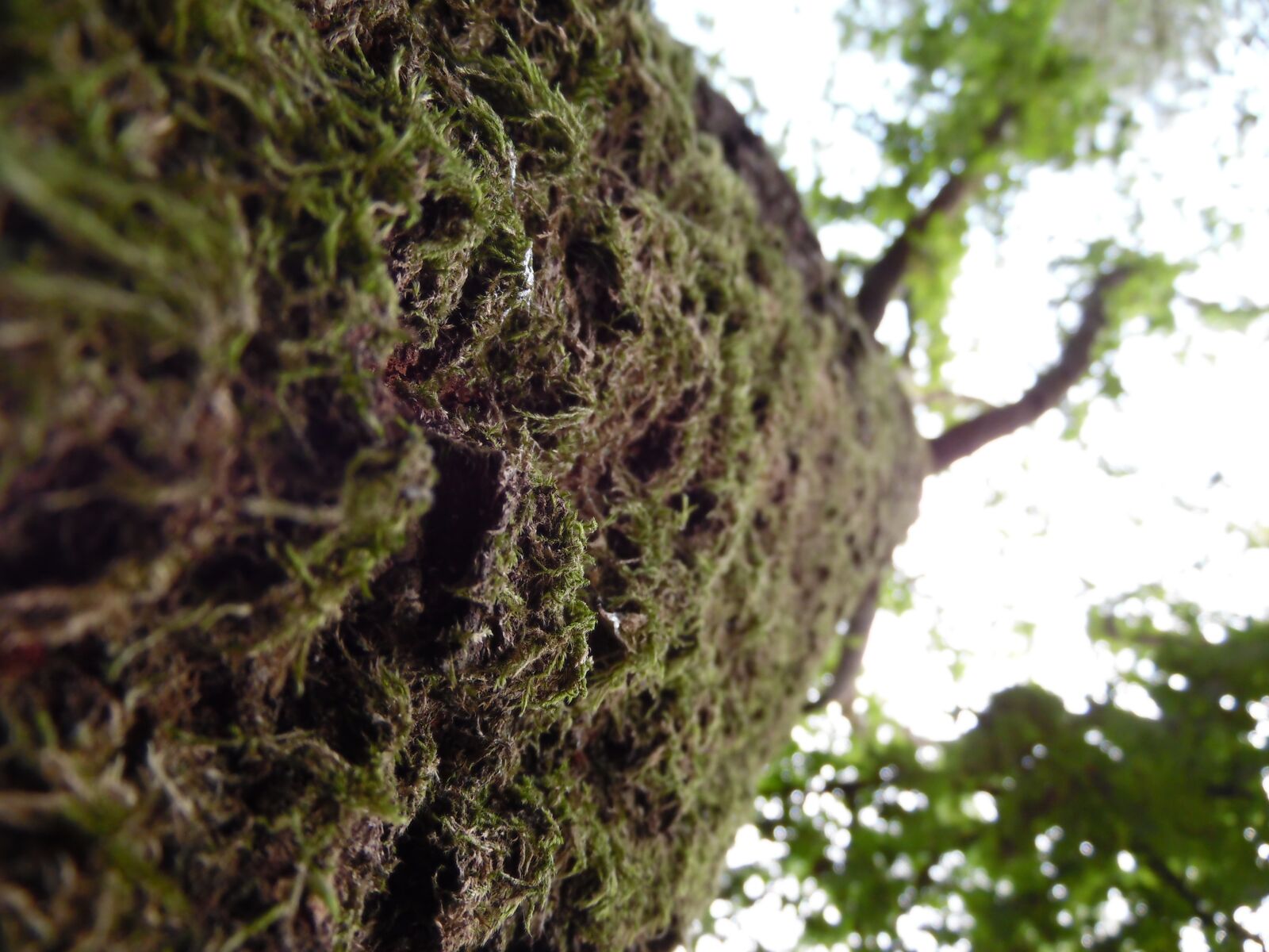 Samsung WB1100F/WB1101F/WB1102F sample photo. Tree, green, stam photography