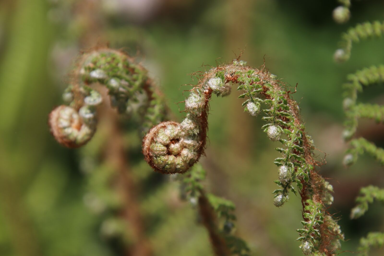 Canon EOS 800D (EOS Rebel T7i / EOS Kiss X9i) sample photo. Fern, the butt of photography