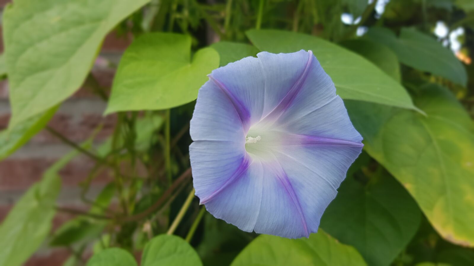 Samsung Galaxy S8 sample photo. Flower, summer, flowers photography