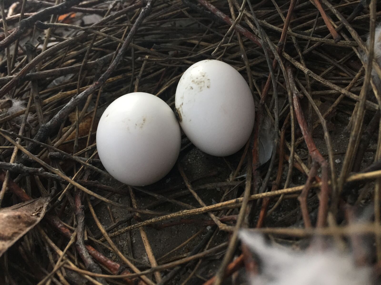 iPhone 6 back camera 4.15mm f/2.2 sample photo. Bird, nest, 2 eggs photography