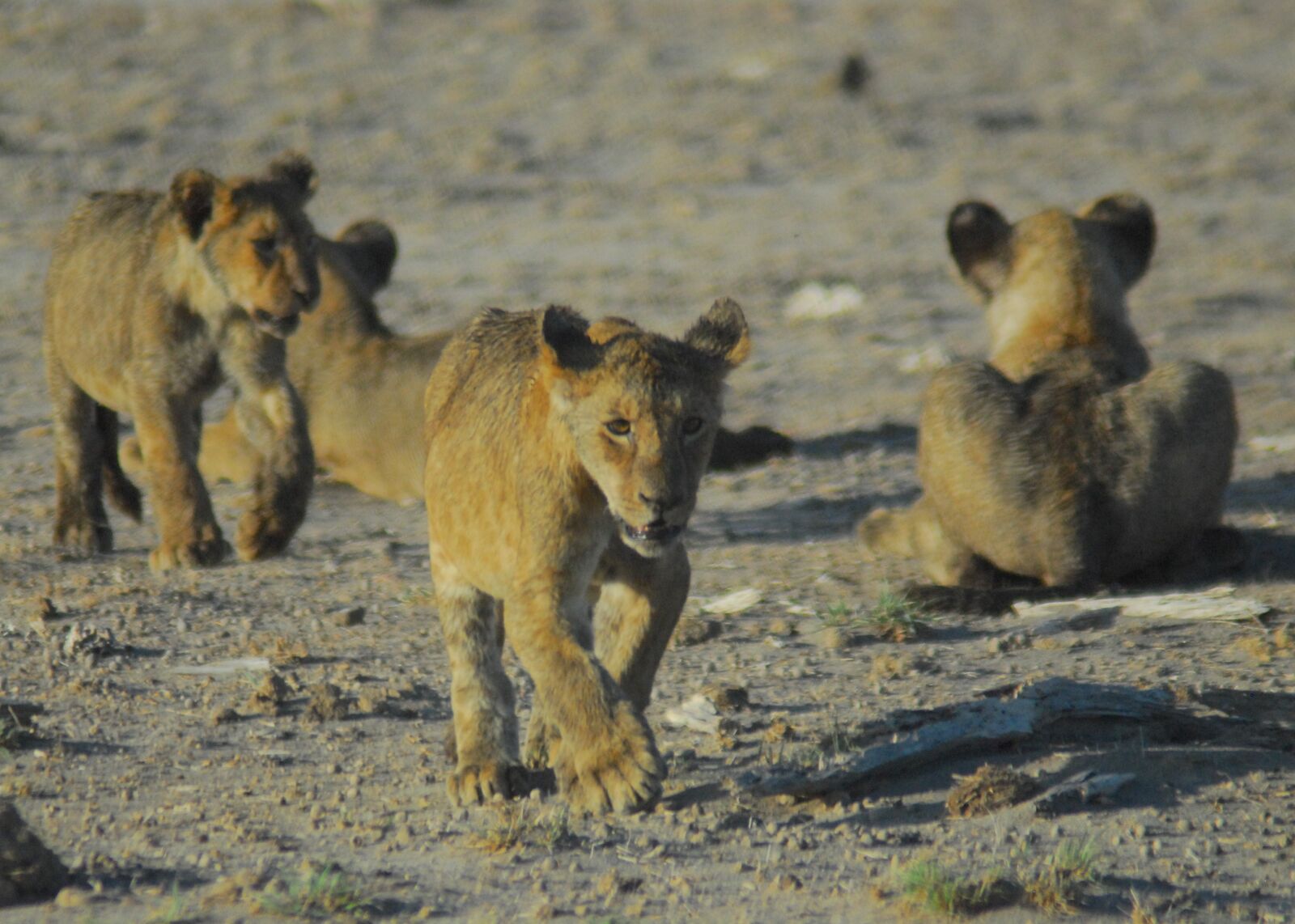 Nikon D200 sample photo. Lion cubs, africa, wildlife photography