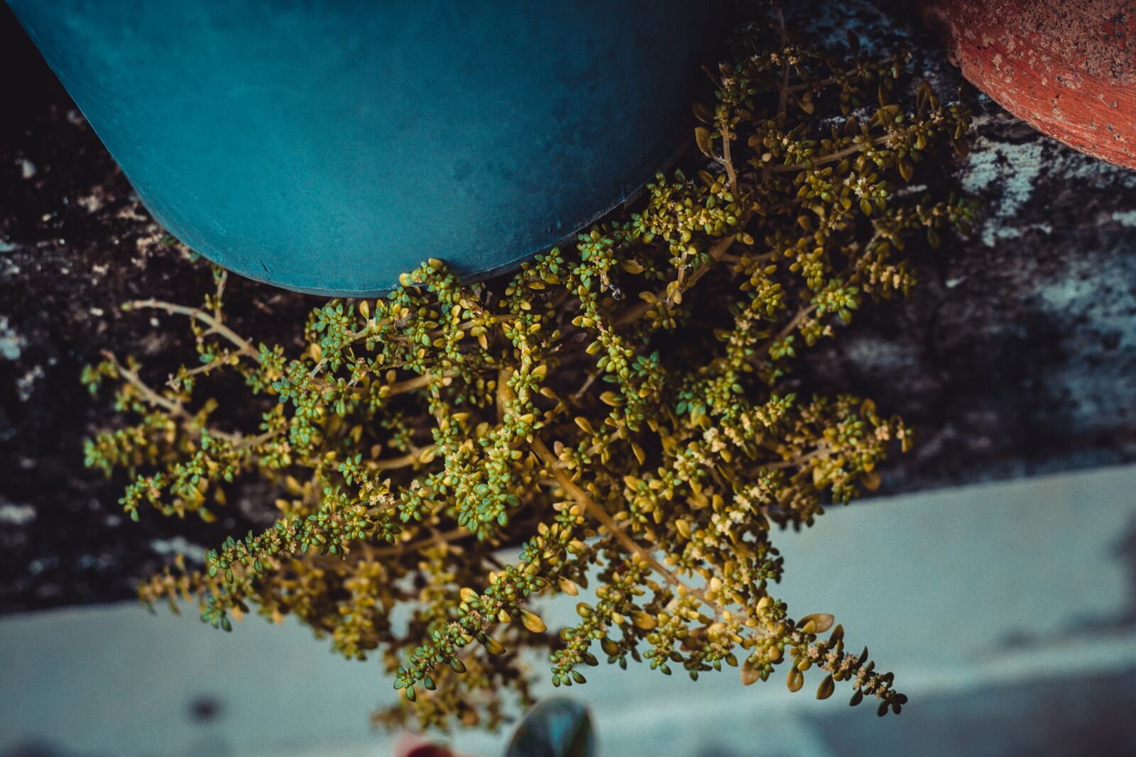 Canon EOS 700D (EOS Rebel T5i / EOS Kiss X7i) + Canon EF 50mm F1.8 STM sample photo. Moss, small, nature photography