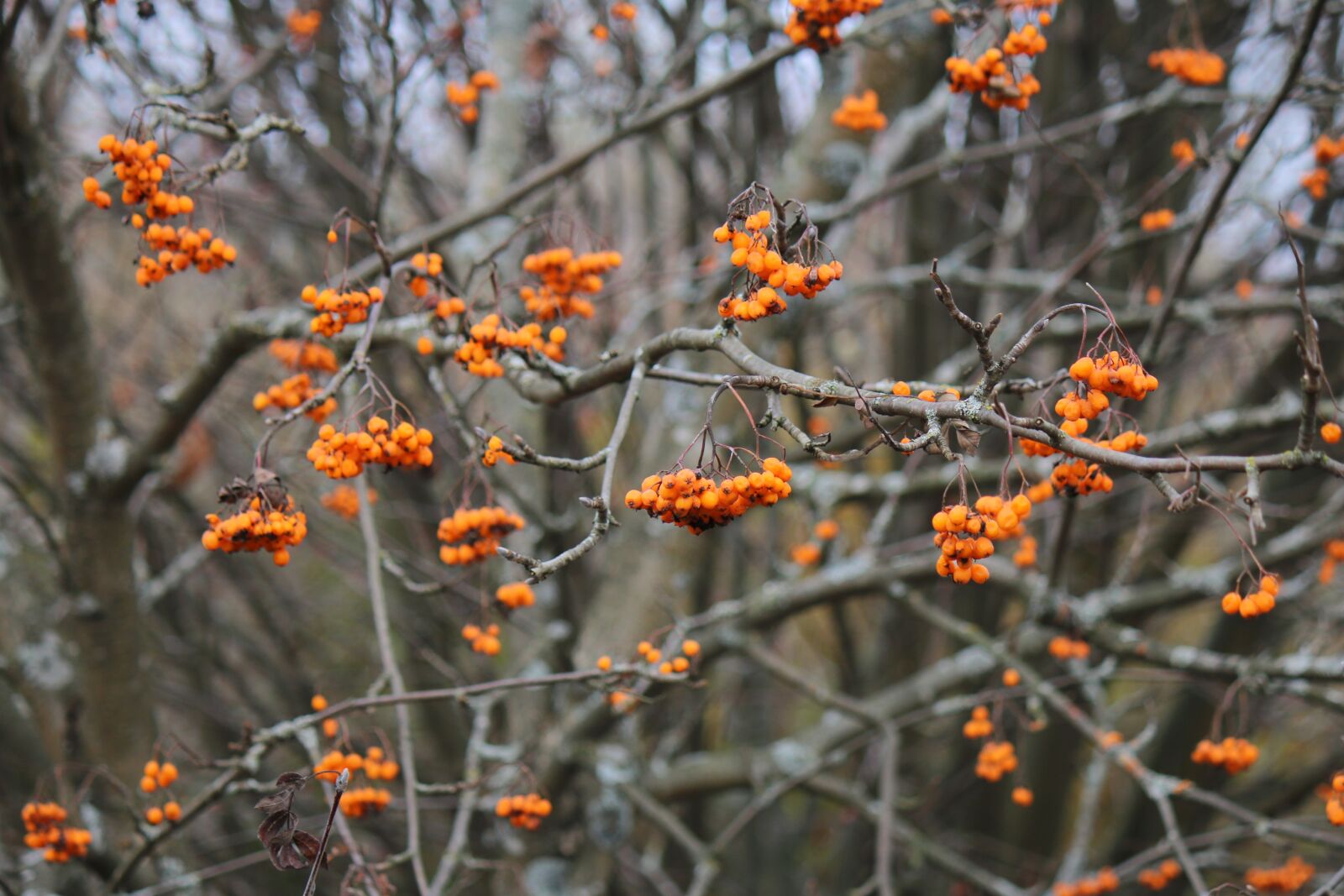 Canon EOS 70D + Canon EF-S 55-250mm F4-5.6 IS sample photo. Rowan, tree, berries photography