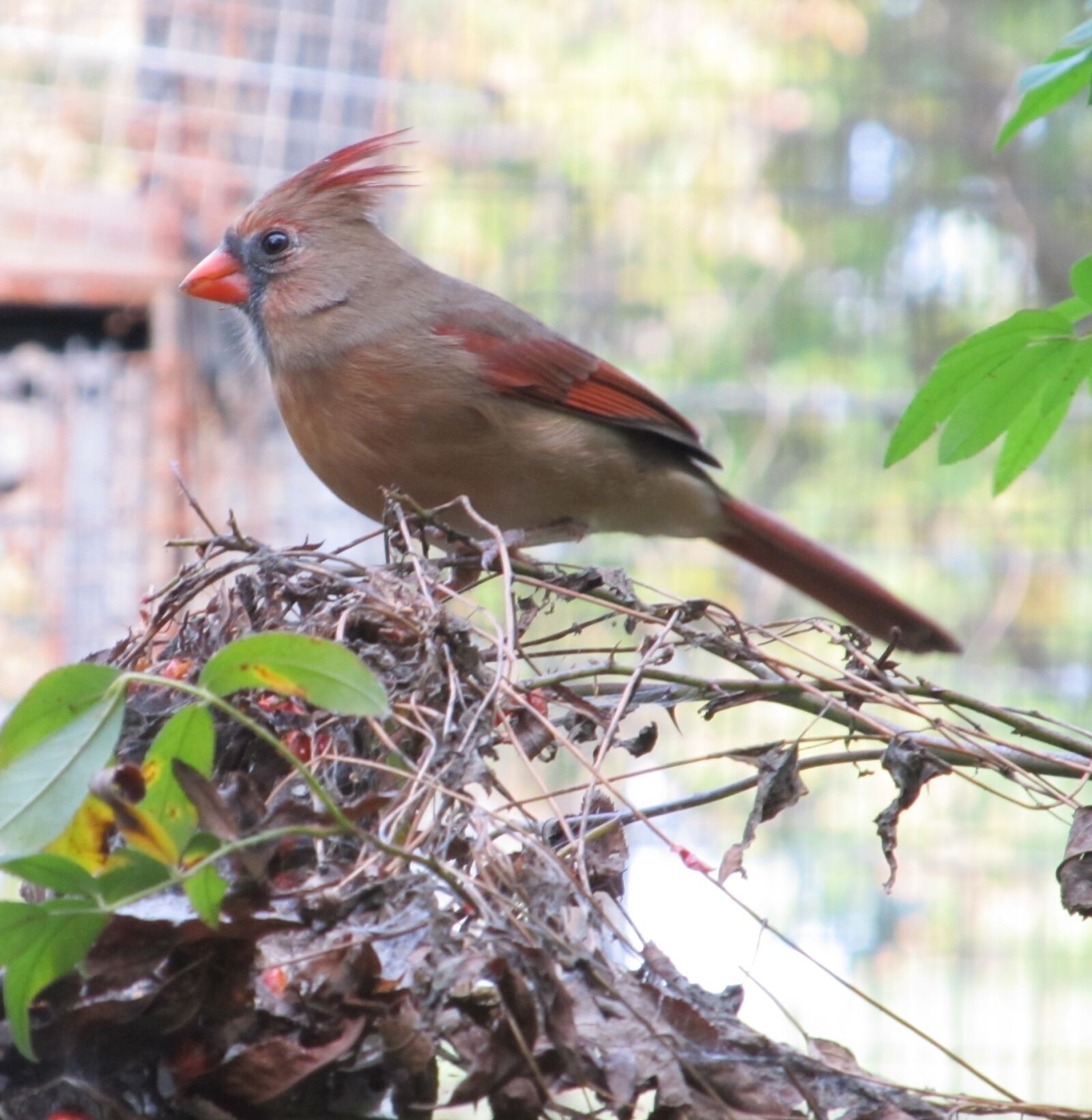 Canon PowerShot SX130 IS sample photo. Cardinal, male, redbird photography