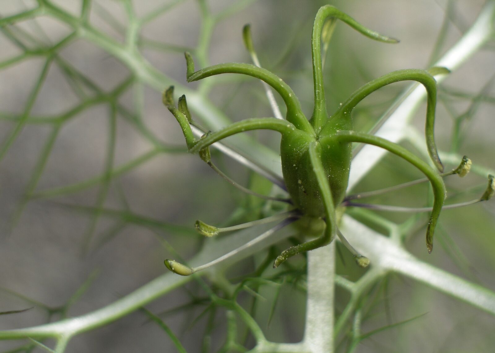 Pentax OPTIO 750Z sample photo. Plant, nature, garden photography