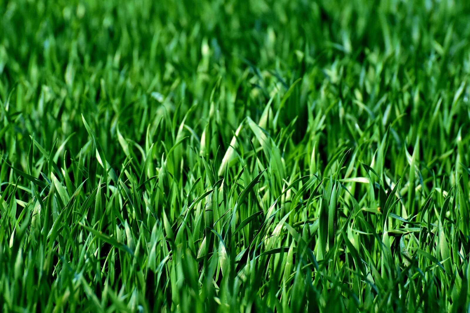 Nikon D7200 sample photo. Meadow, field, grass photography
