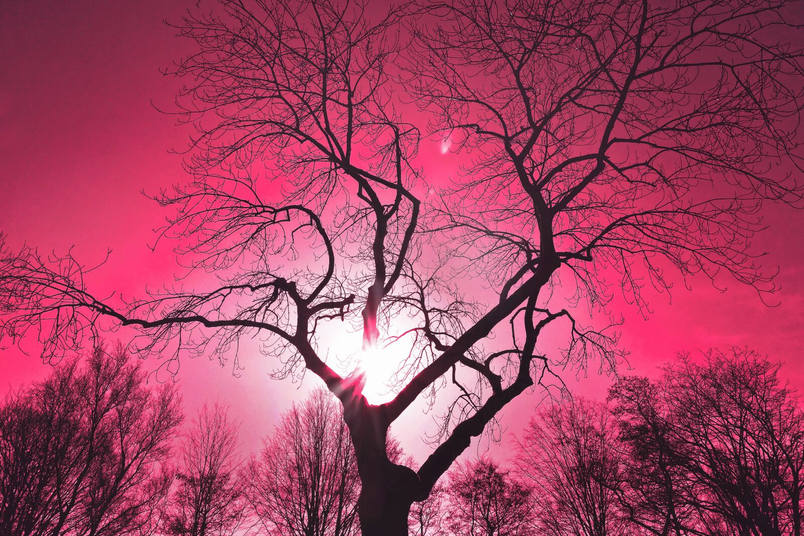 Sony Cyber-shot DSC-RX100 sample photo. Tree, tree top, silhouette photography