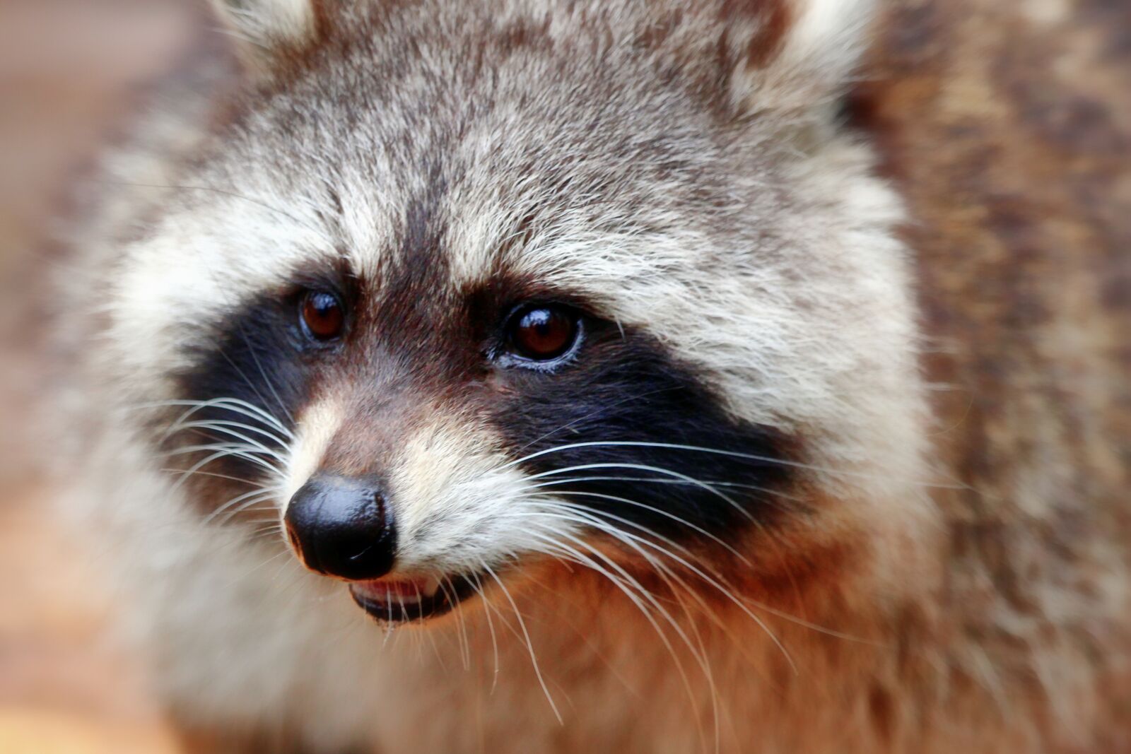 Canon EF-S 55-250mm F4-5.6 IS STM sample photo. Raccoon, portrait, face photography