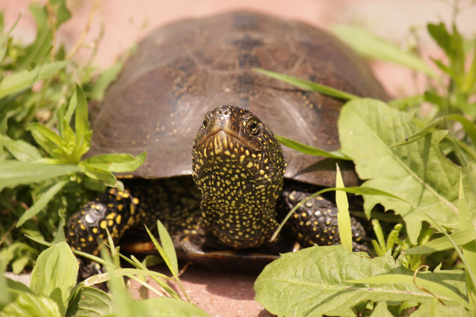 Canon EOS 550D (EOS Rebel T2i / EOS Kiss X4) sample photo. Tortoise, reptile, krupnyj plan photography