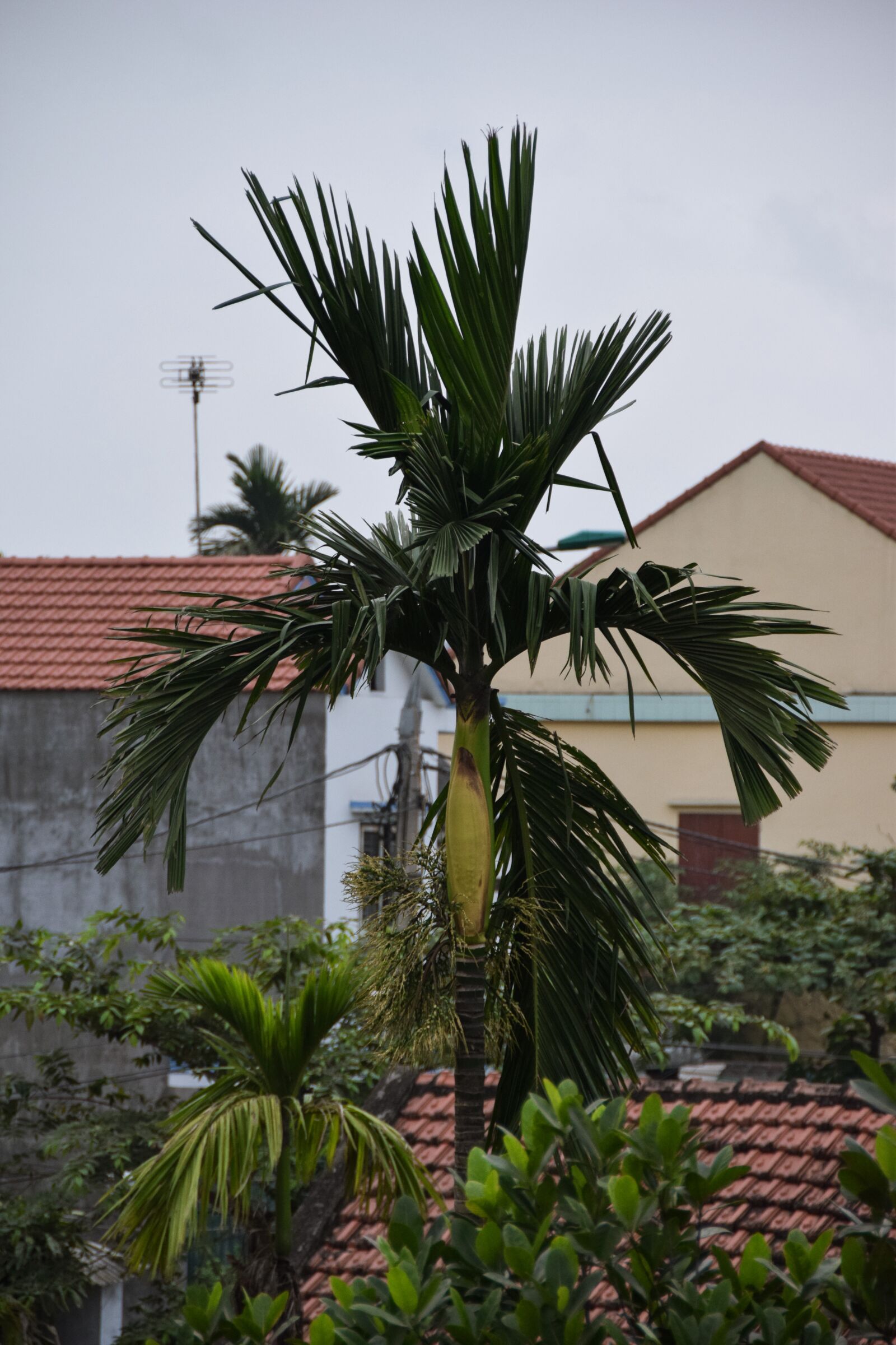 Nikon D5300 sample photo. Tree, green, forest photography