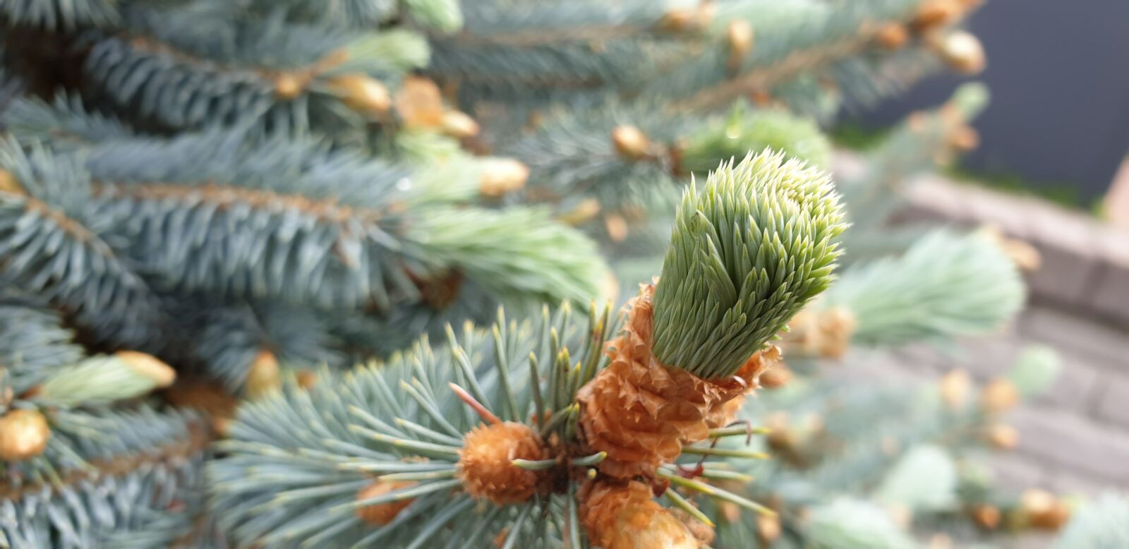 Samsung Galaxy S9 sample photo. Fir, christmas, garden photography