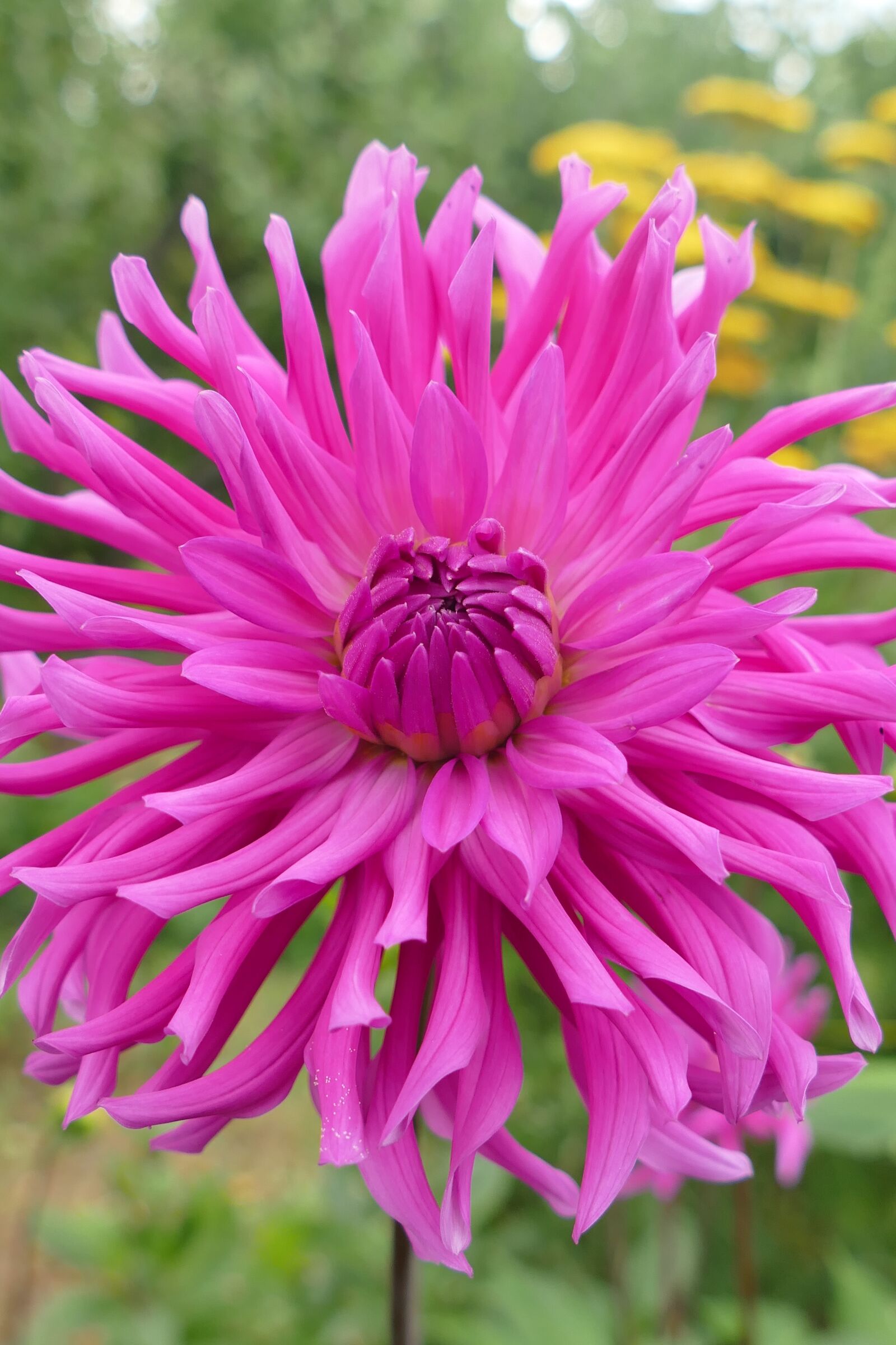 Panasonic Lumix DMC-FZ1000 sample photo. Dahlia, plant, blossom photography