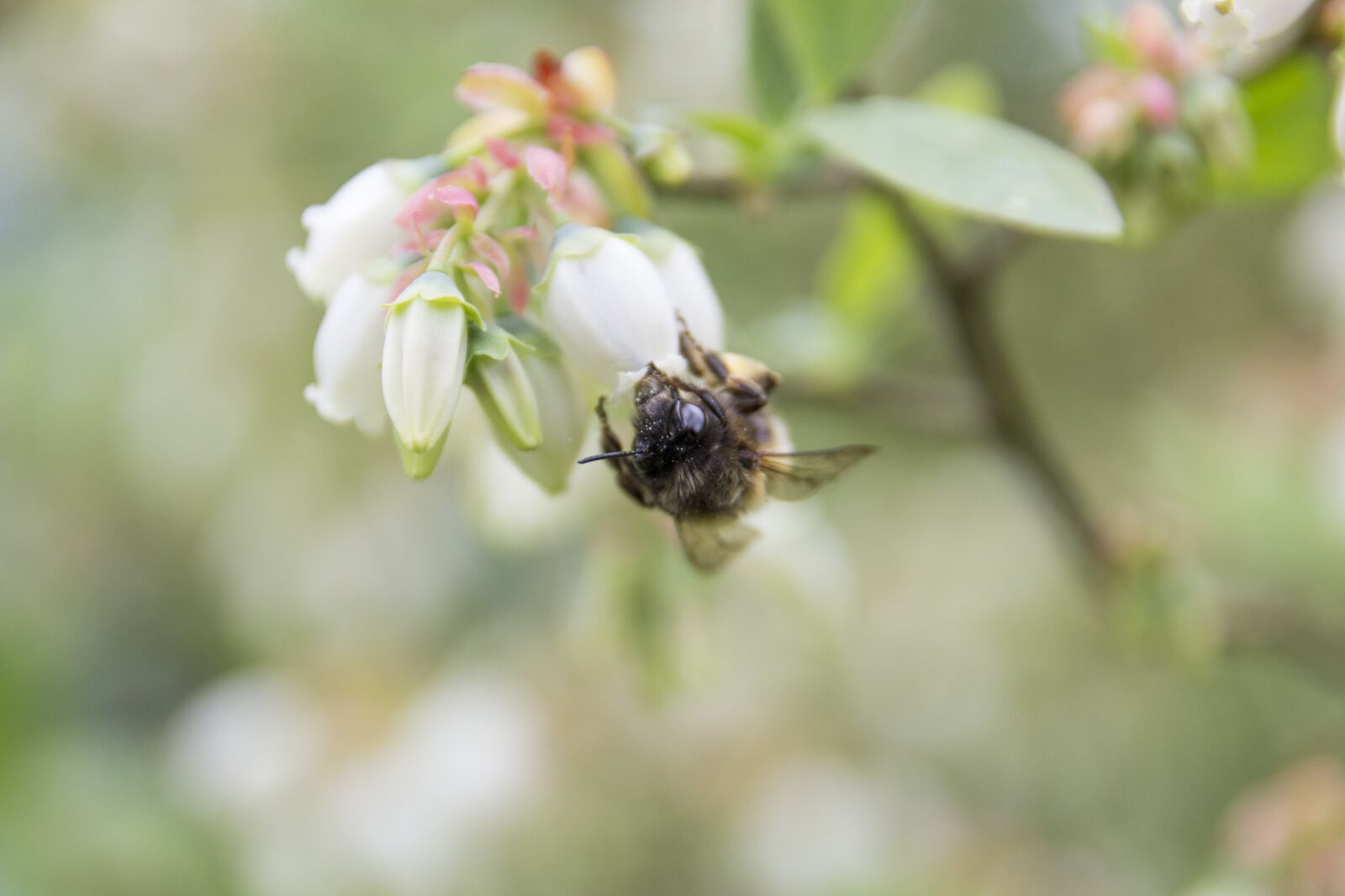 Canon EOS 600D (Rebel EOS T3i / EOS Kiss X5) sample photo. Bee, blueberry, bush photography