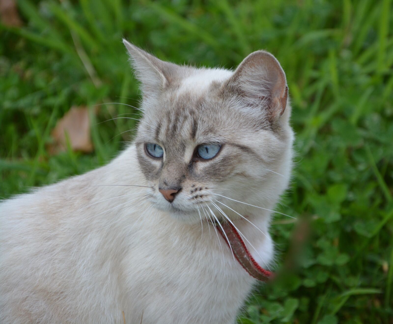 Nikon D5200 sample photo. Cat, pussy, female photography