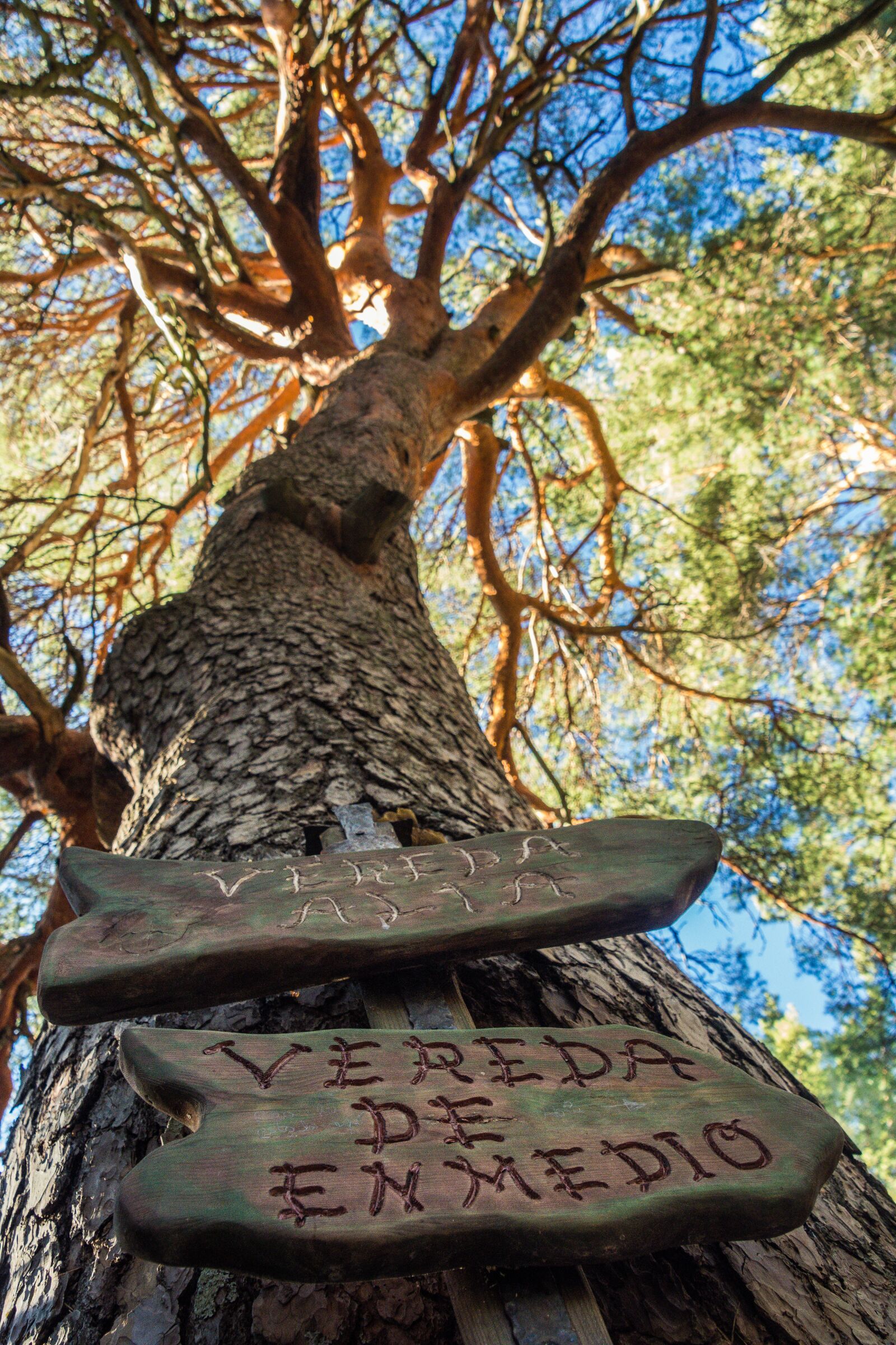 Nikon D7200 sample photo. Forest, pine, tree photography