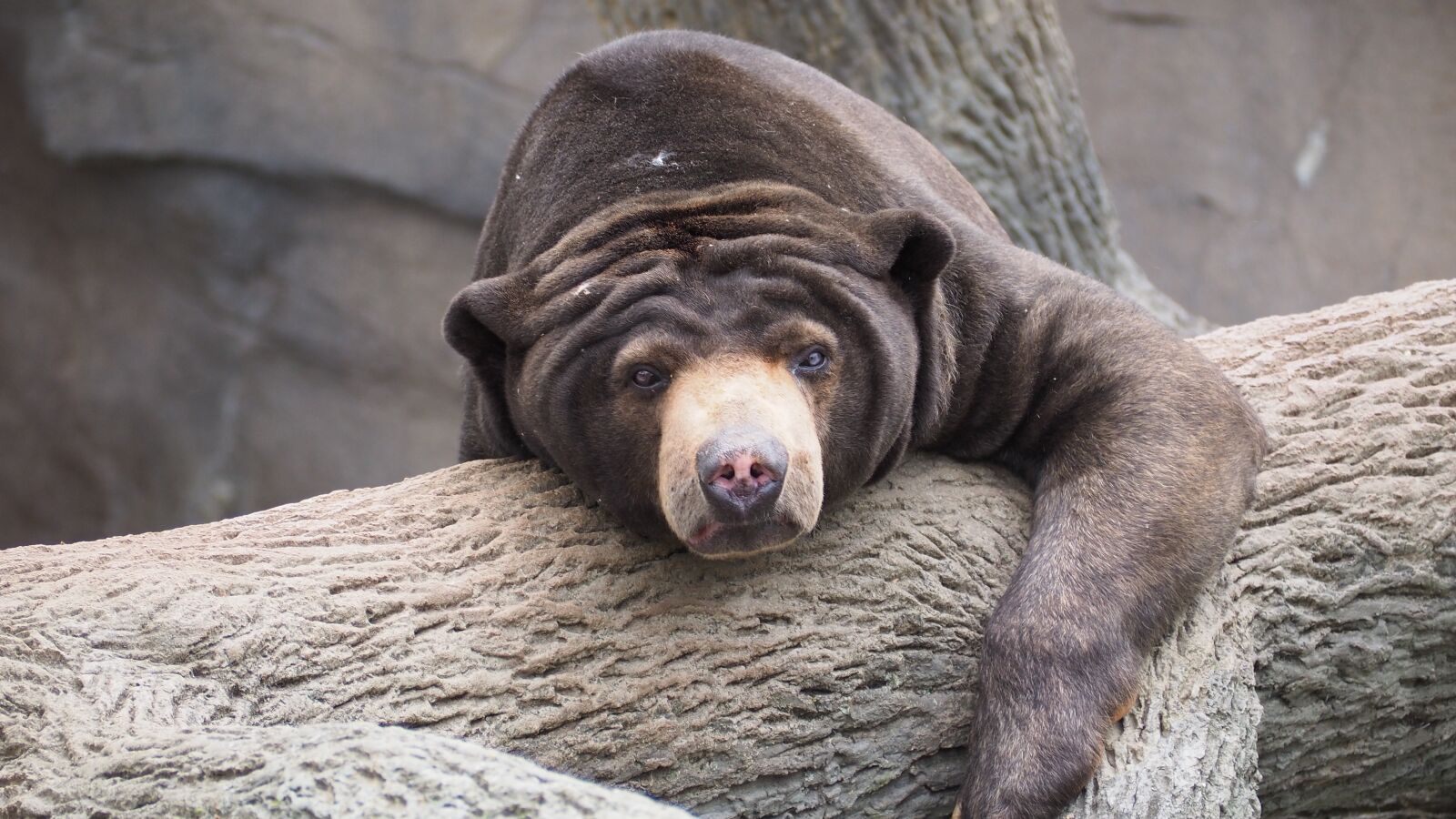 Olympus OM-D E-M10 II sample photo. Sun bear, bear, sun photography