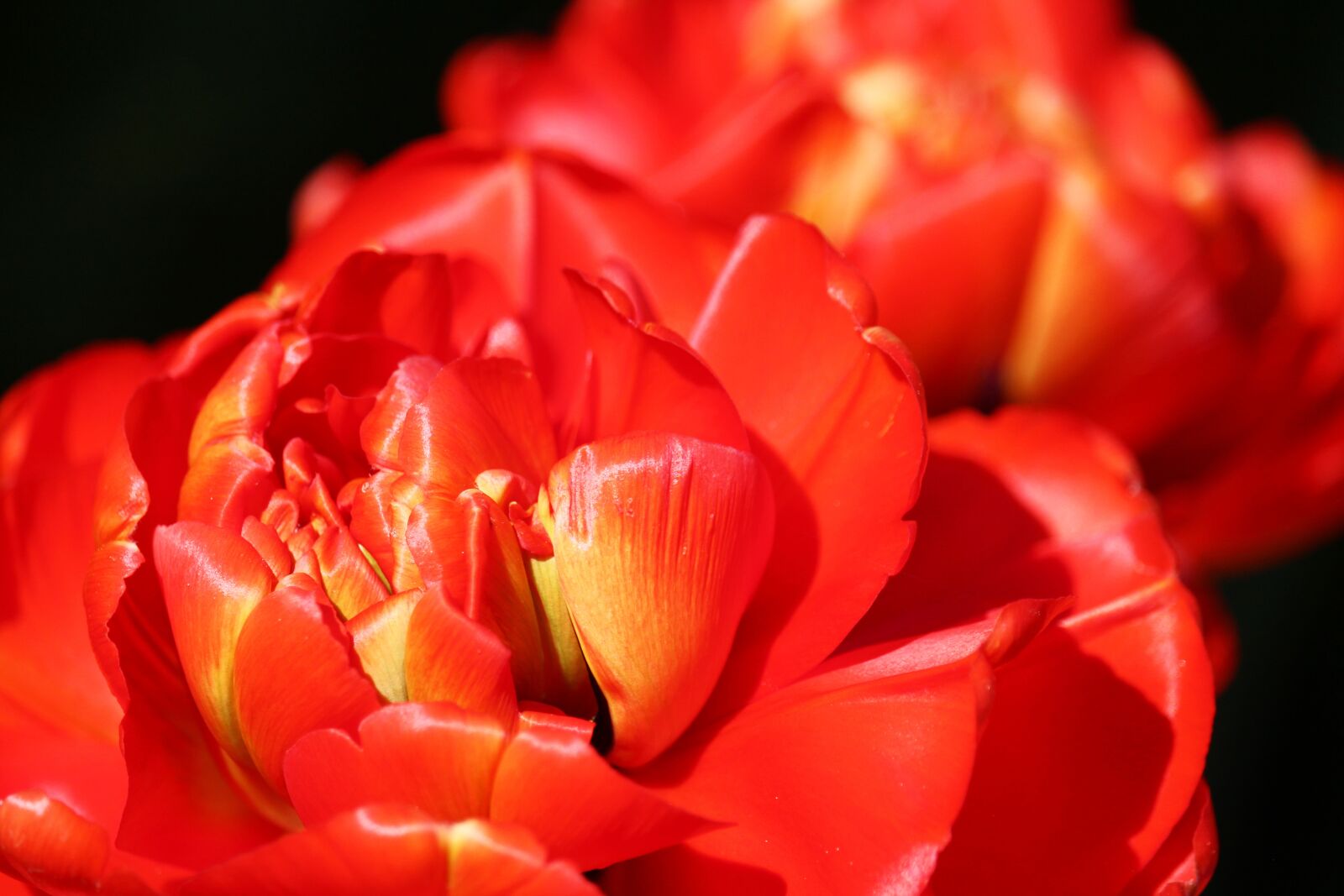 Canon EF-S 55-250mm F4-5.6 IS STM sample photo. Red tulips, roses tulips photography