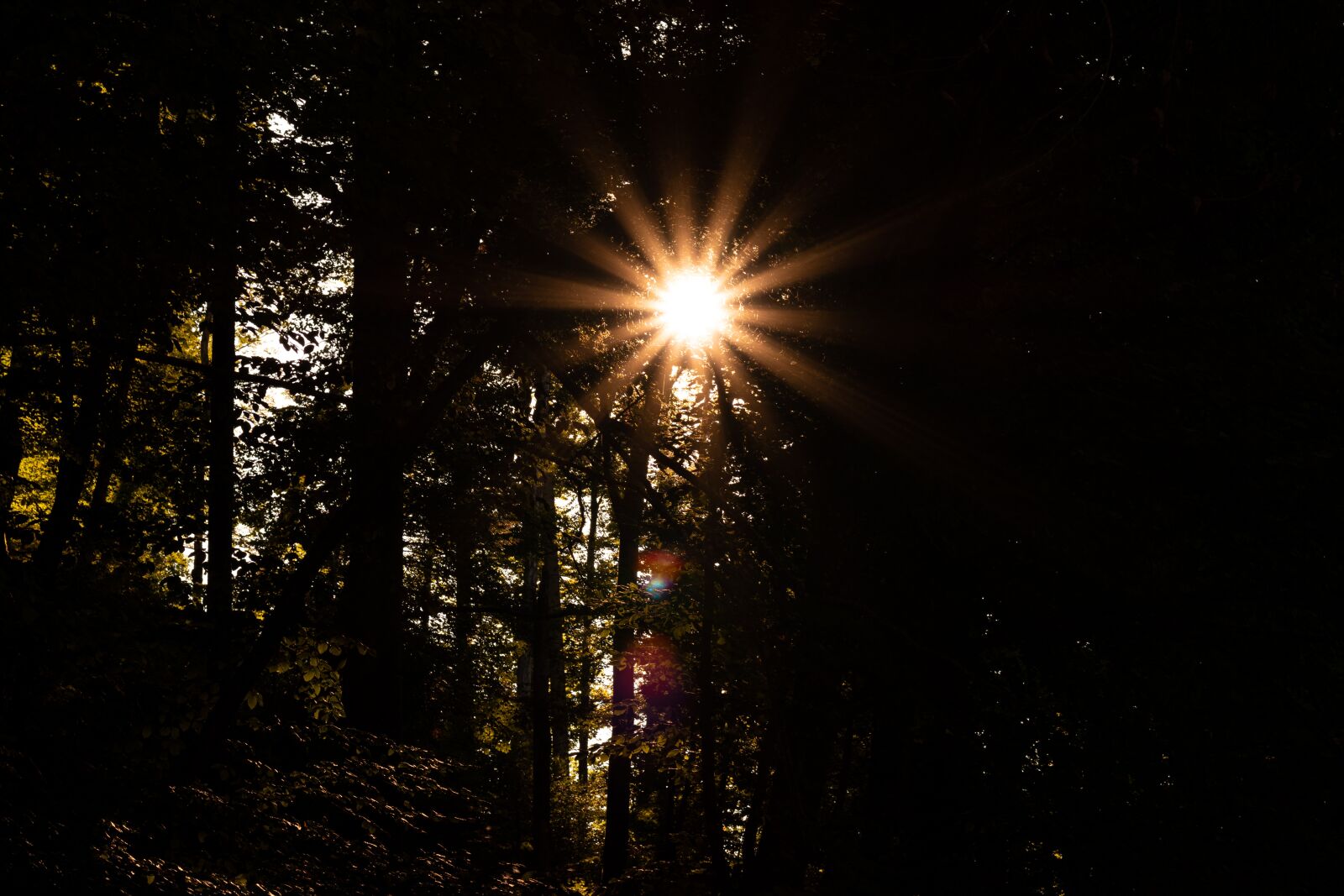 Nikon D5600 sample photo. Sun, light, ray of photography