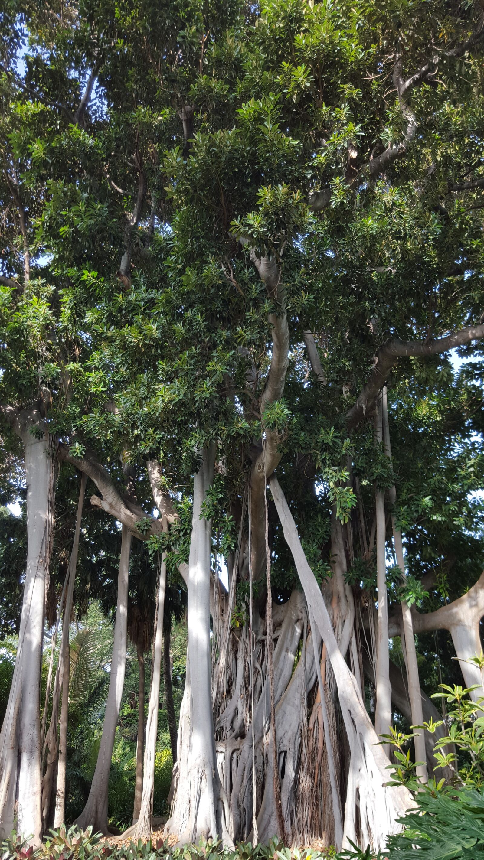 Samsung Galaxy S6 sample photo. Ficus macrophylla, park, tenerife photography
