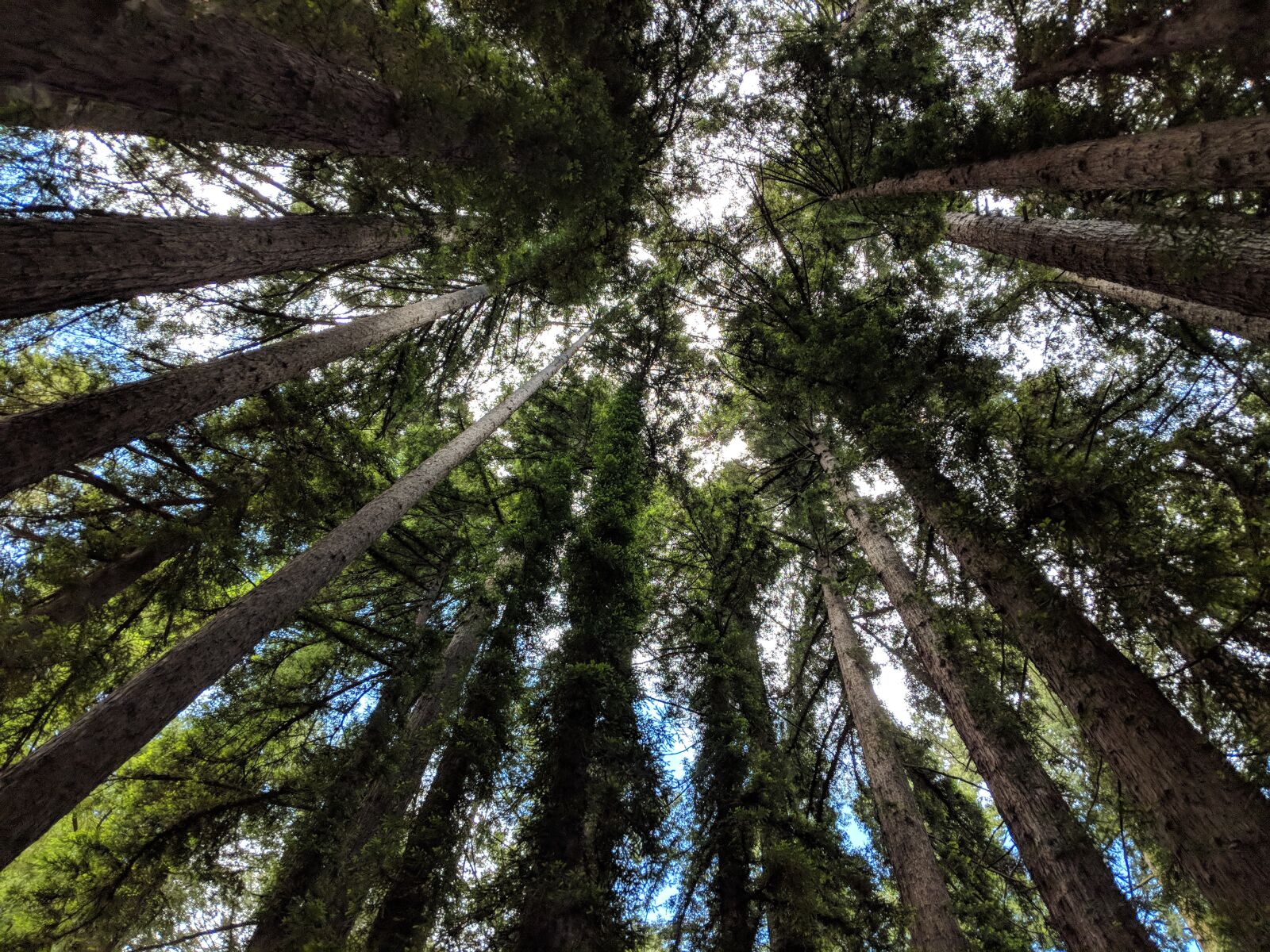 Google Pixel 2 XL sample photo. Trees, sky, branches photography