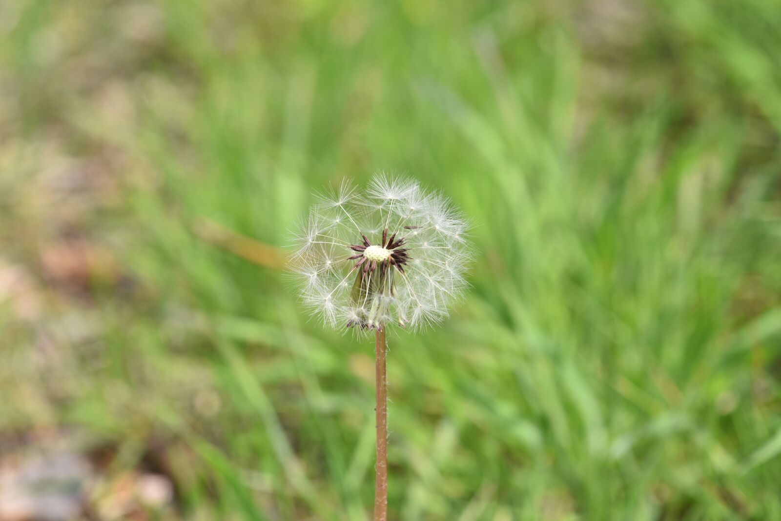 Nikon D810 sample photo. Dandelion, mr hall, seeds photography