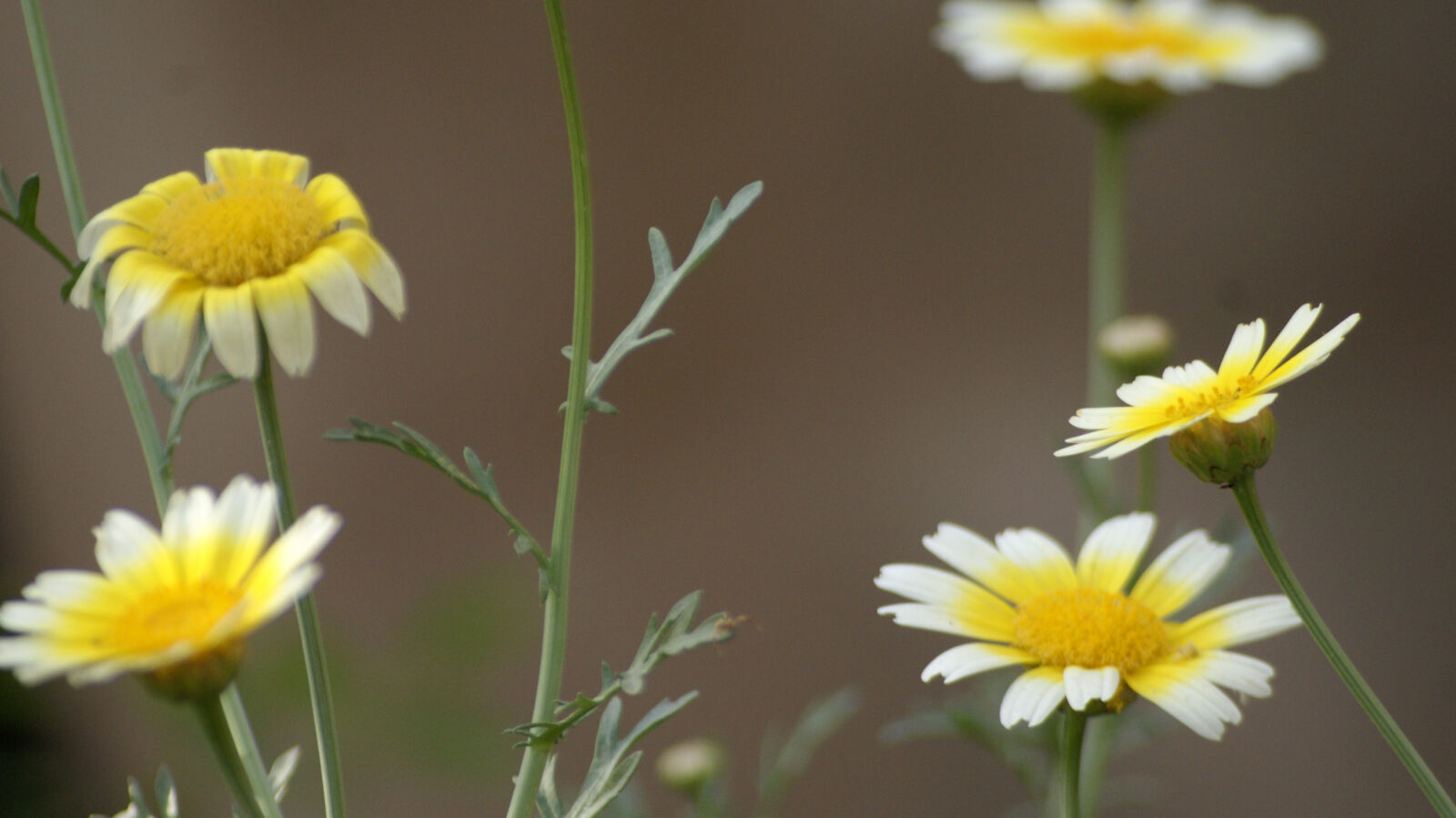 Sony Alpha DSLR-A230 sample photo. Farm, farmer, flowers, garden photography