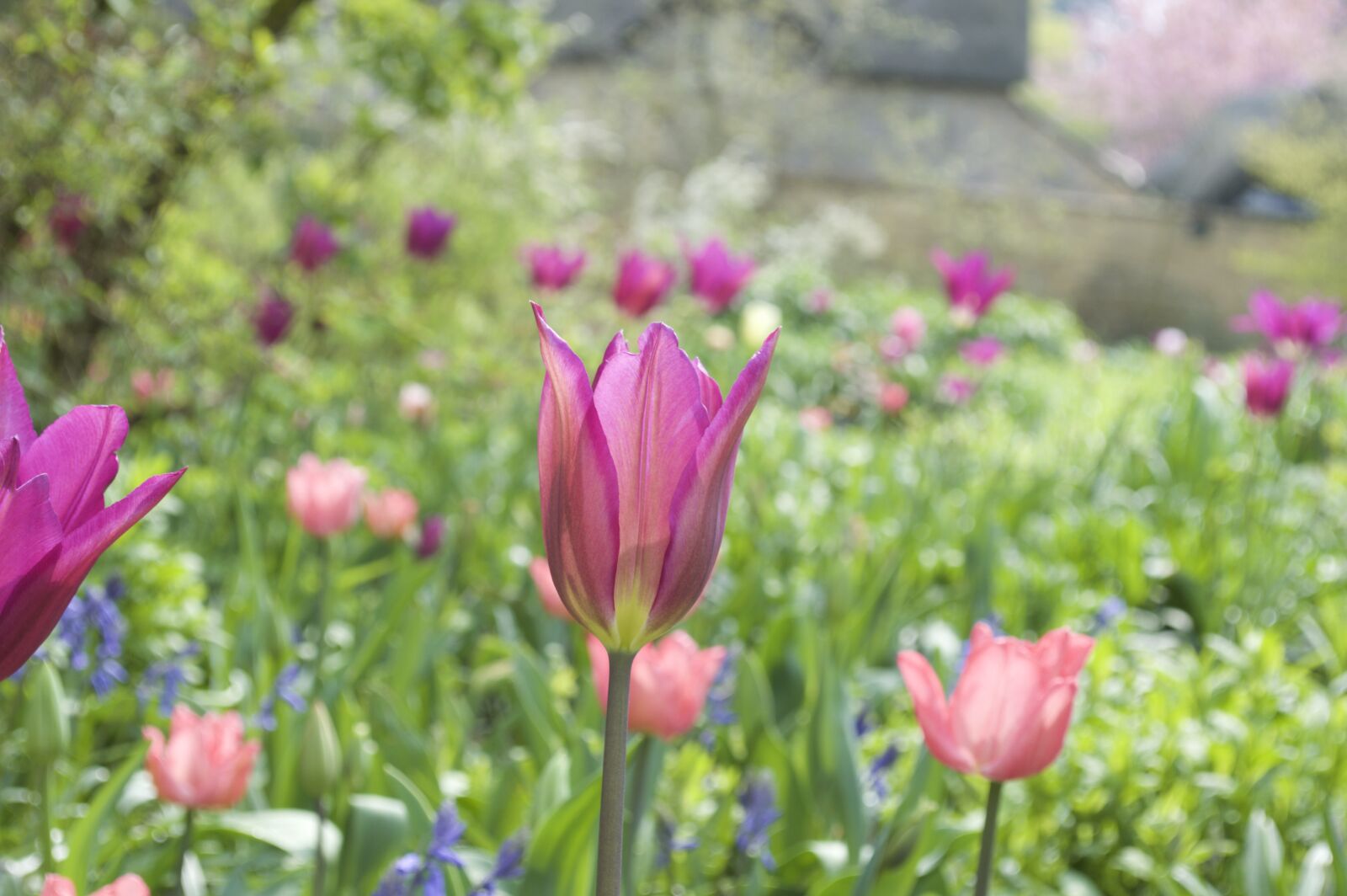 Nikon D3200 sample photo. Flower, pink, pretty, spring photography