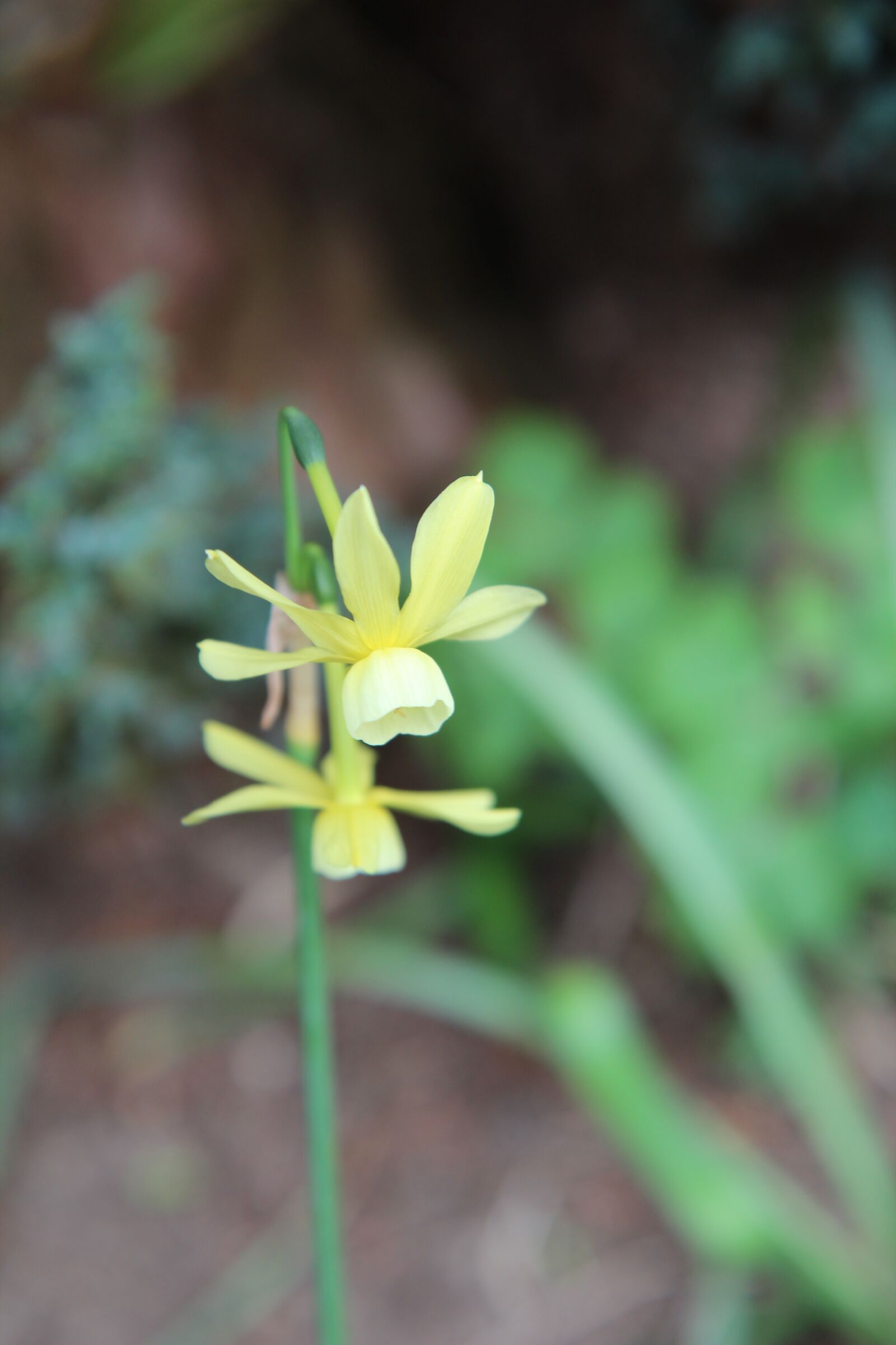 Canon EOS 600D (Rebel EOS T3i / EOS Kiss X5) sample photo. Narcissus, mini narcissus, narcissus photography