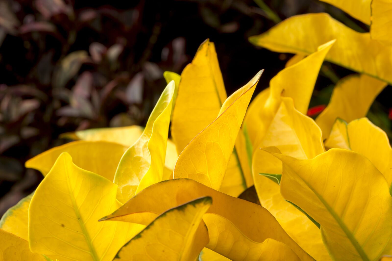 Nikon D4S sample photo. Foliage, yellow, leaves photography