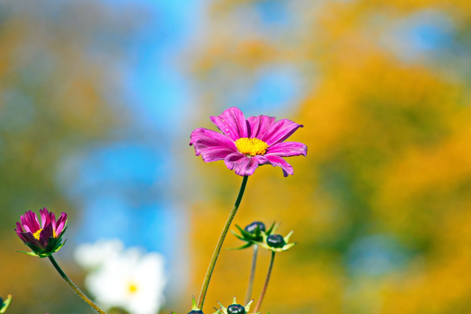 Nikon D3300 sample photo. Flower, autumn, garden photography