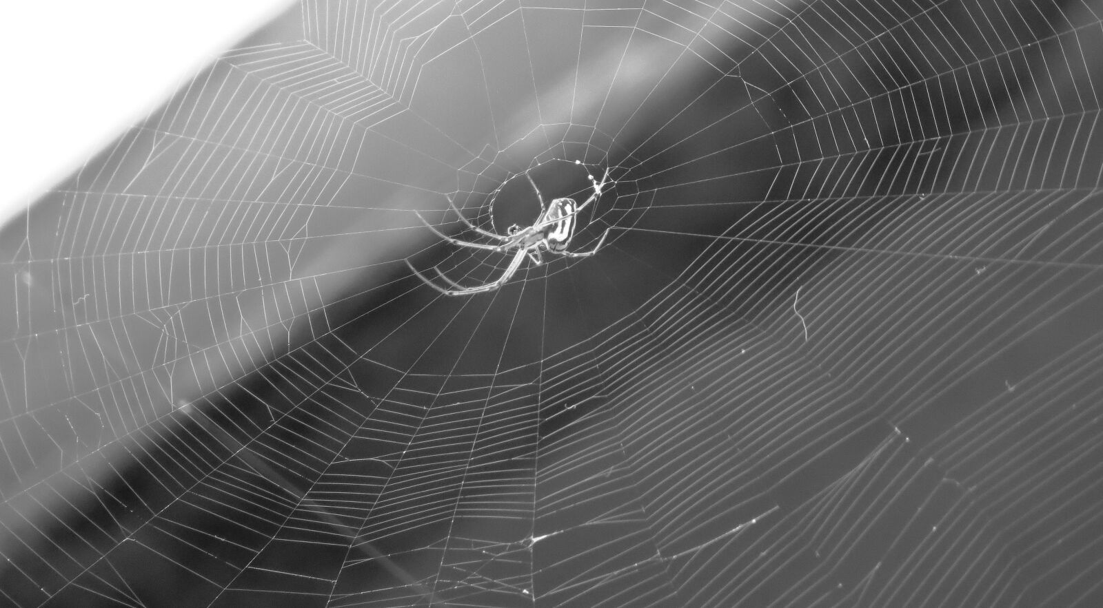 Canon PowerShot SX50 HS sample photo. Nature, insects, armenia photography