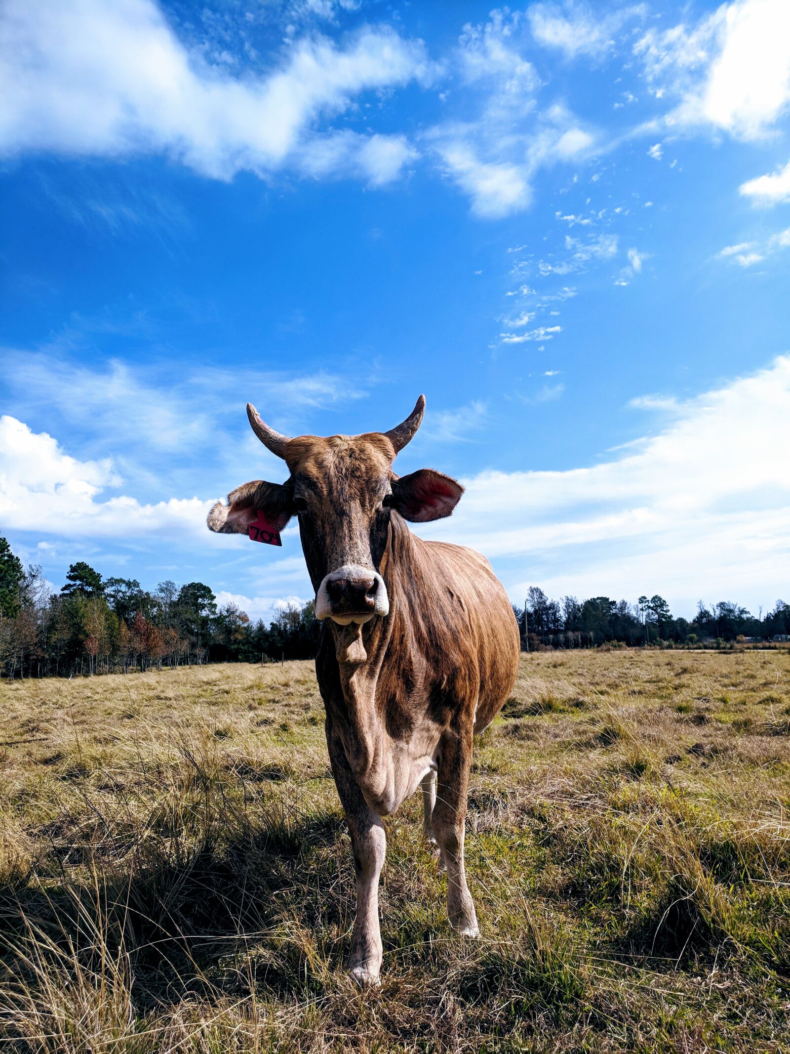 Google Pixel sample photo. Cow, pasture, horns photography