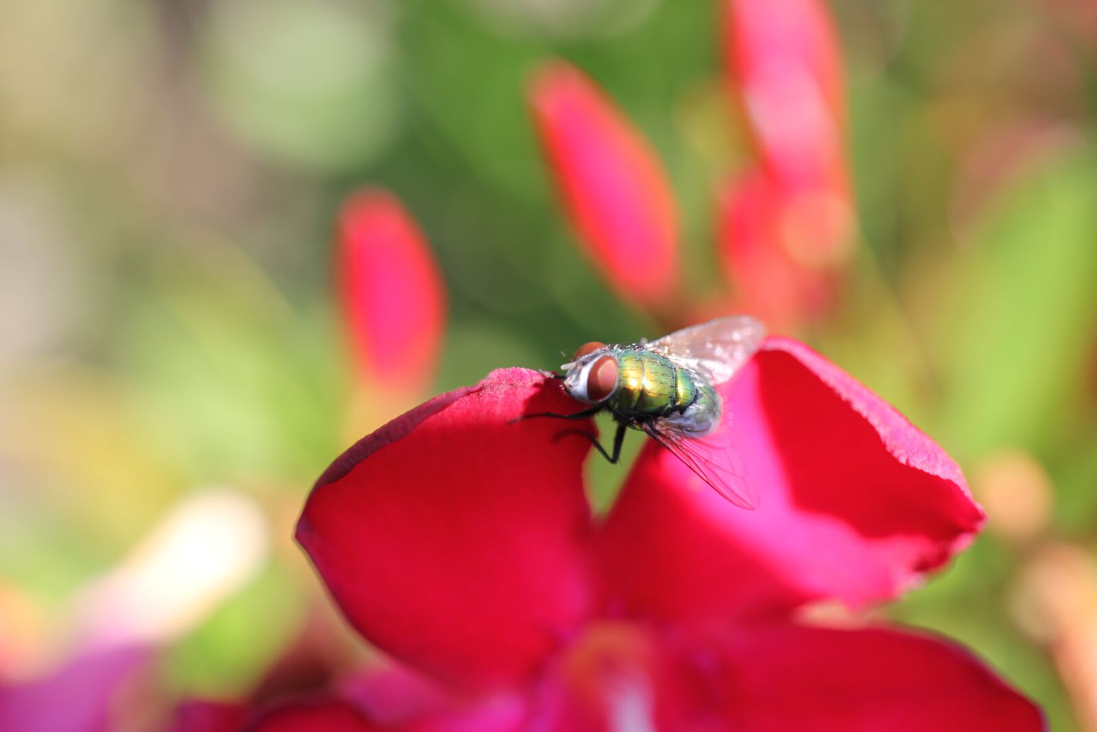 Canon EOS 550D (EOS Rebel T2i / EOS Kiss X4) sample photo. Fly, blossom, bloom photography
