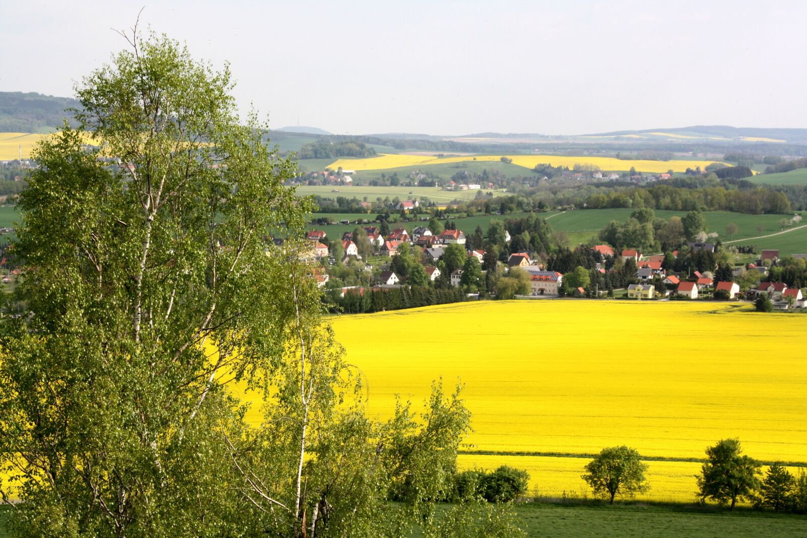 Canon EOS 1000D (EOS Digital Rebel XS / EOS Kiss F) sample photo. Rape blossom, landscape, yellow photography