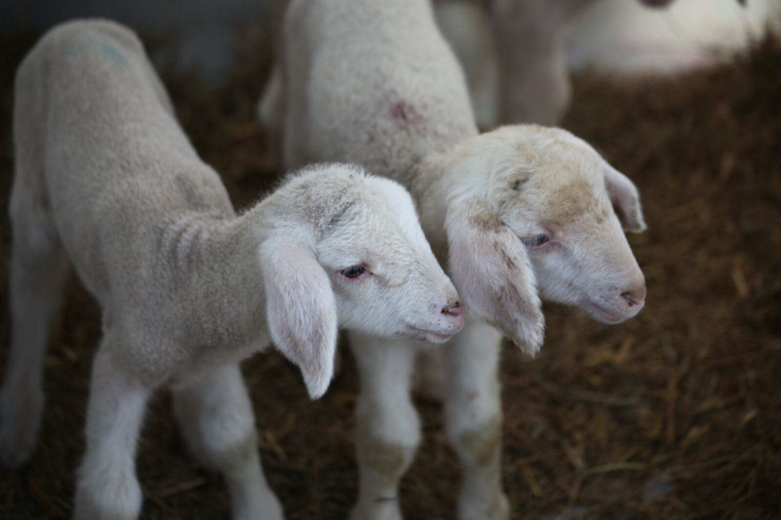 Canon EOS 5D Mark II sample photo. Lamb, animal, farm photography