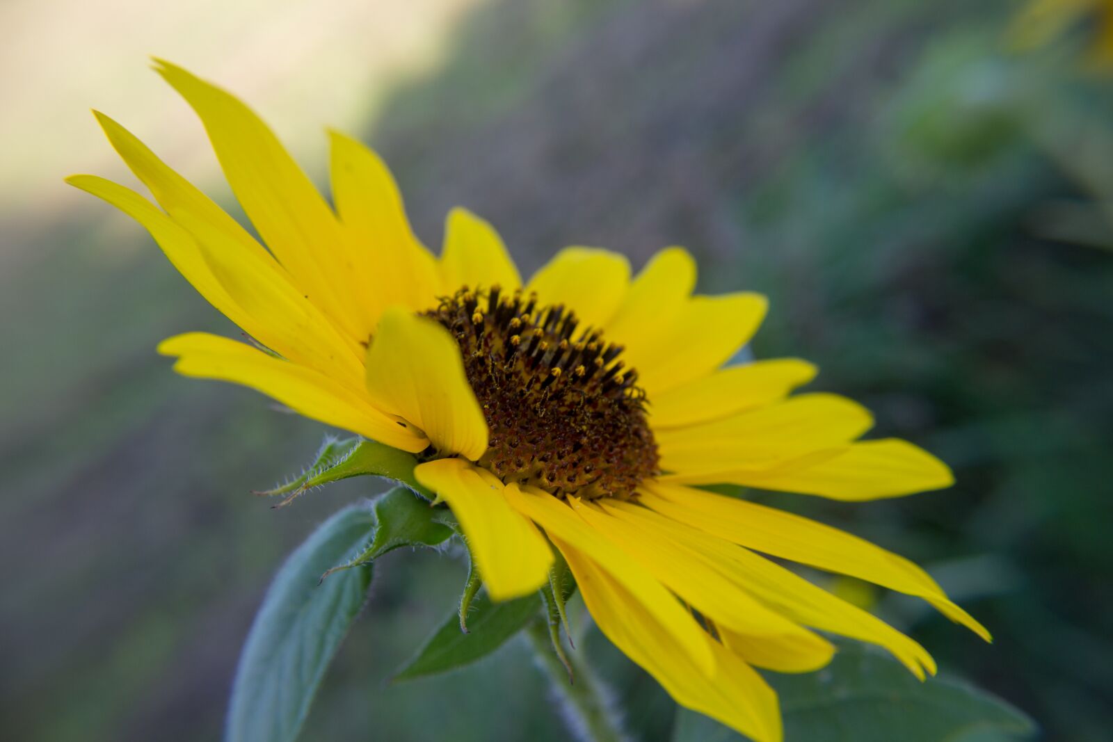 Canon EOS 1200D (EOS Rebel T5 / EOS Kiss X70 / EOS Hi) sample photo. Sunflower, yellow, spotted photography