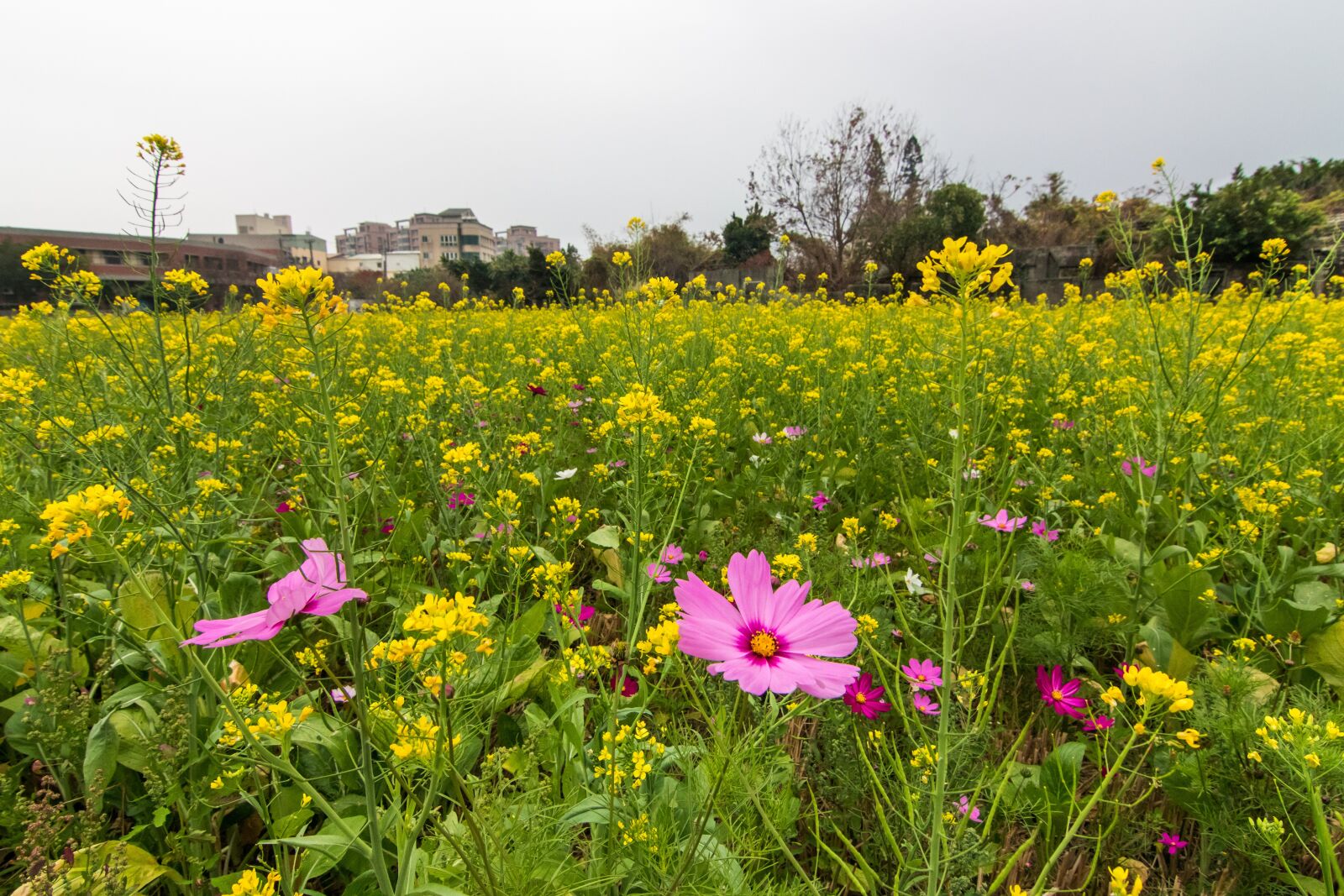 Tokina AT-X Pro 11-16mm F2.8 DX II sample photo. Sea of flowers, cosmos photography