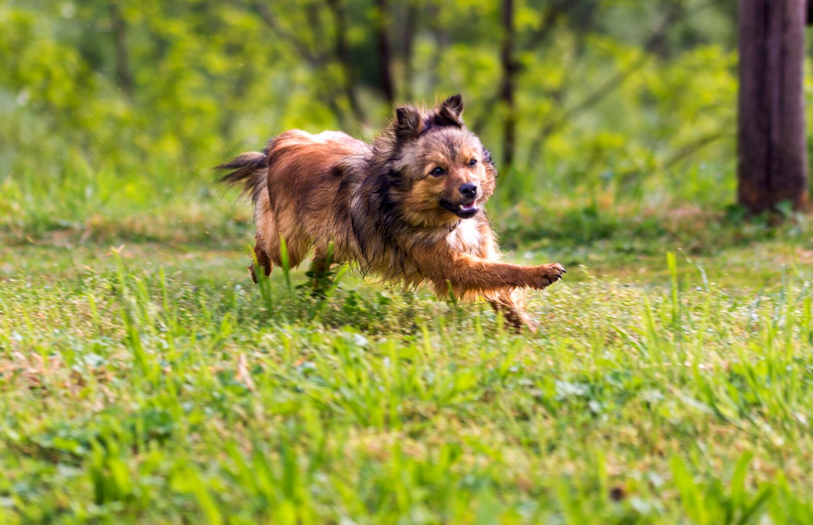 Nikon D7200 sample photo. Dog, friend, friendship photography