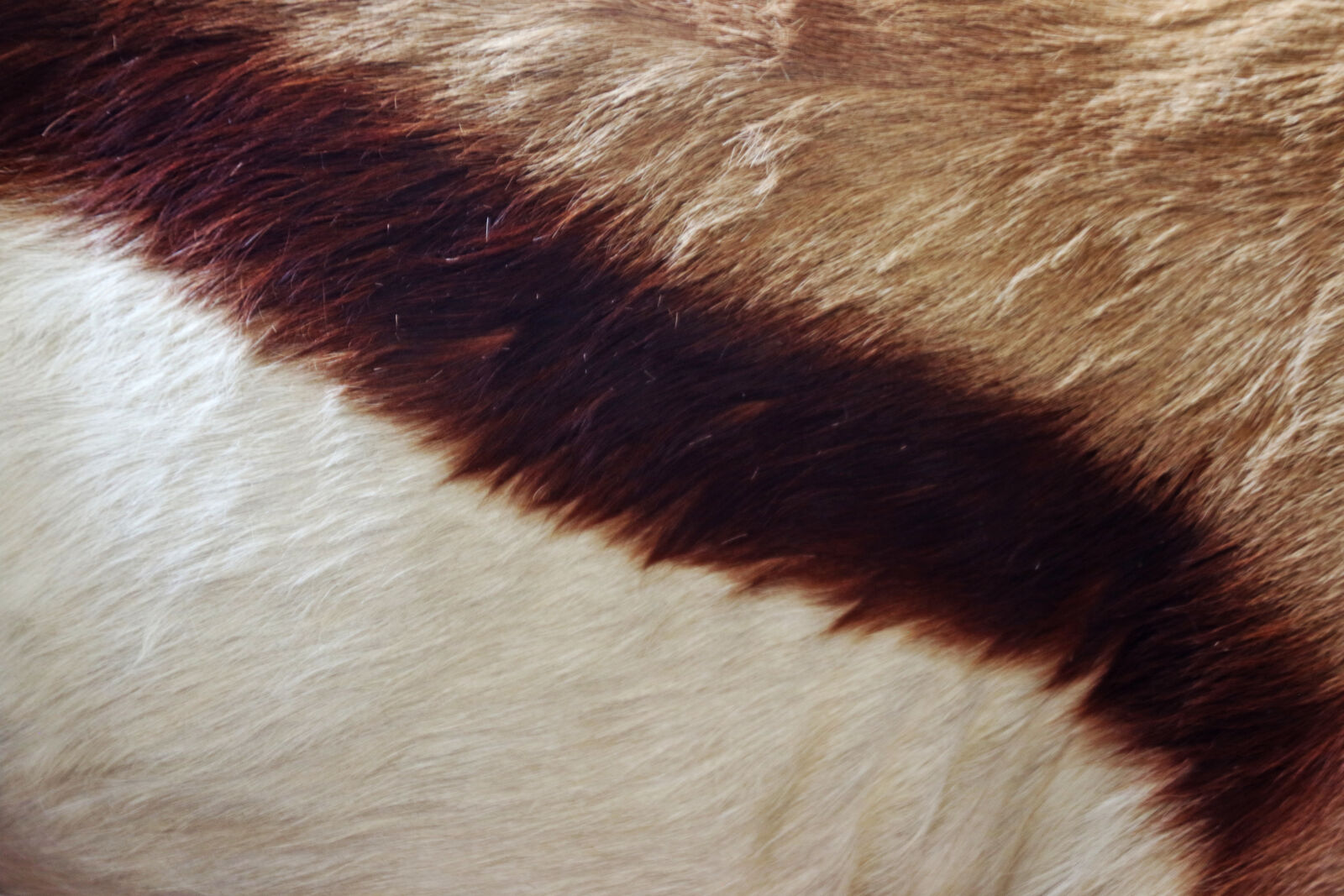 Canon EOS 7D Mark II sample photo. Animal, animal, skin, antilope photography