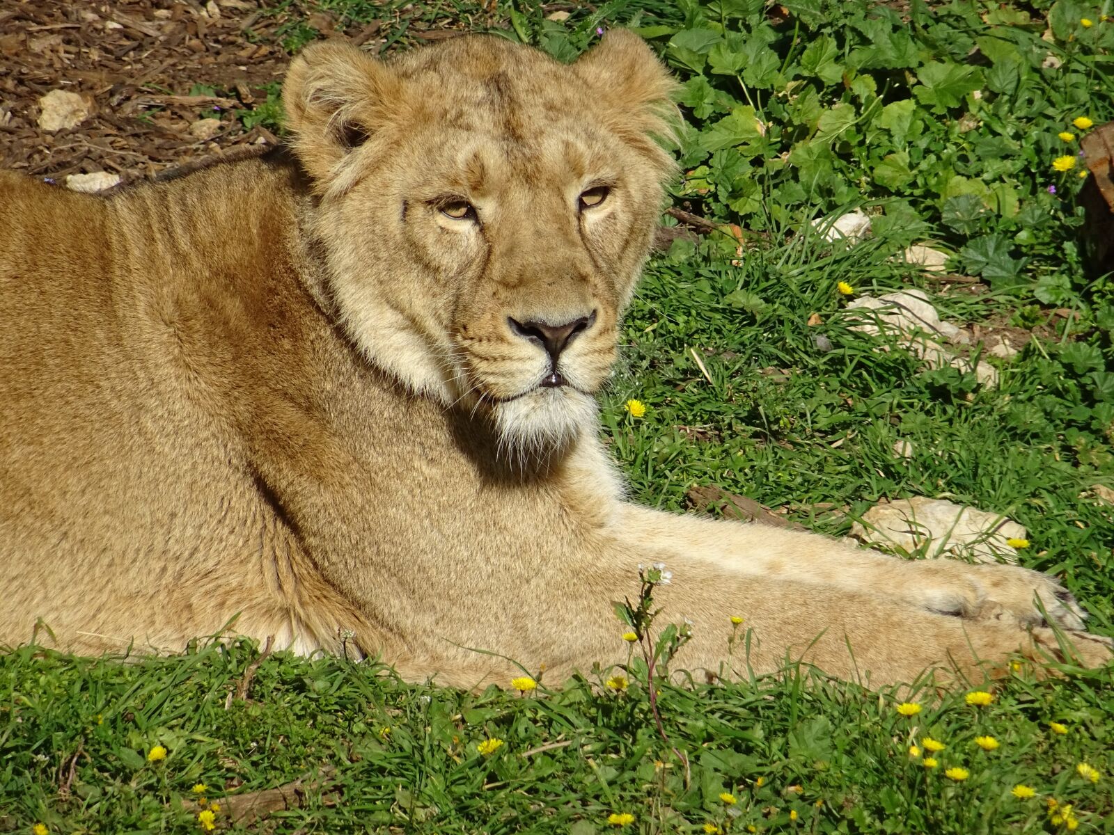 Sony DSC-HX60 sample photo. Lioness, savannah, africa photography
