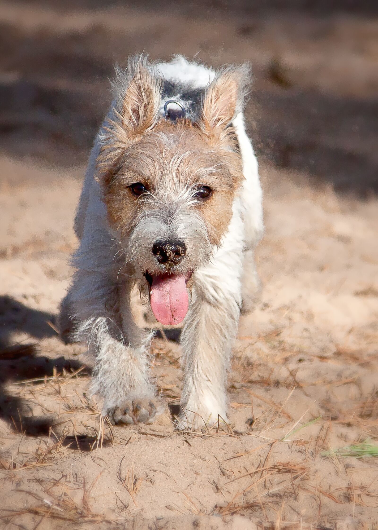 Canon EOS 50D + Canon EF 24-105mm F4L IS USM sample photo. Parson terrier, dog, play photography