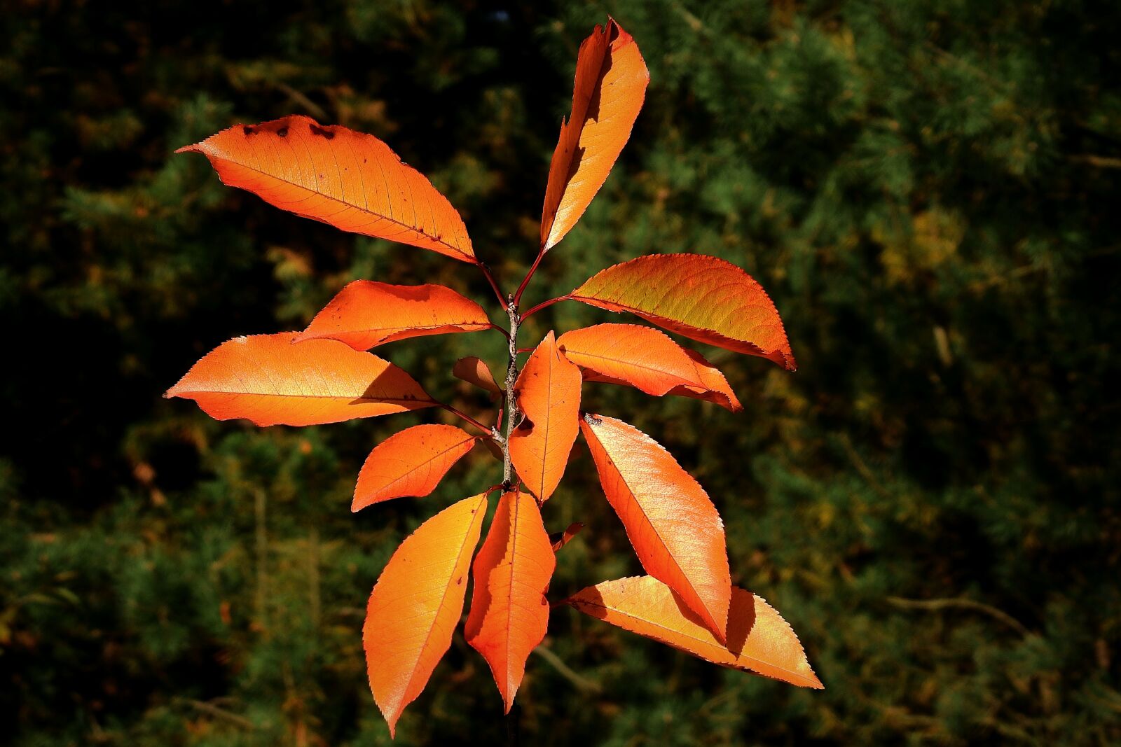 Nikon Coolpix P900 sample photo. Autumn, foliage, colorful photography
