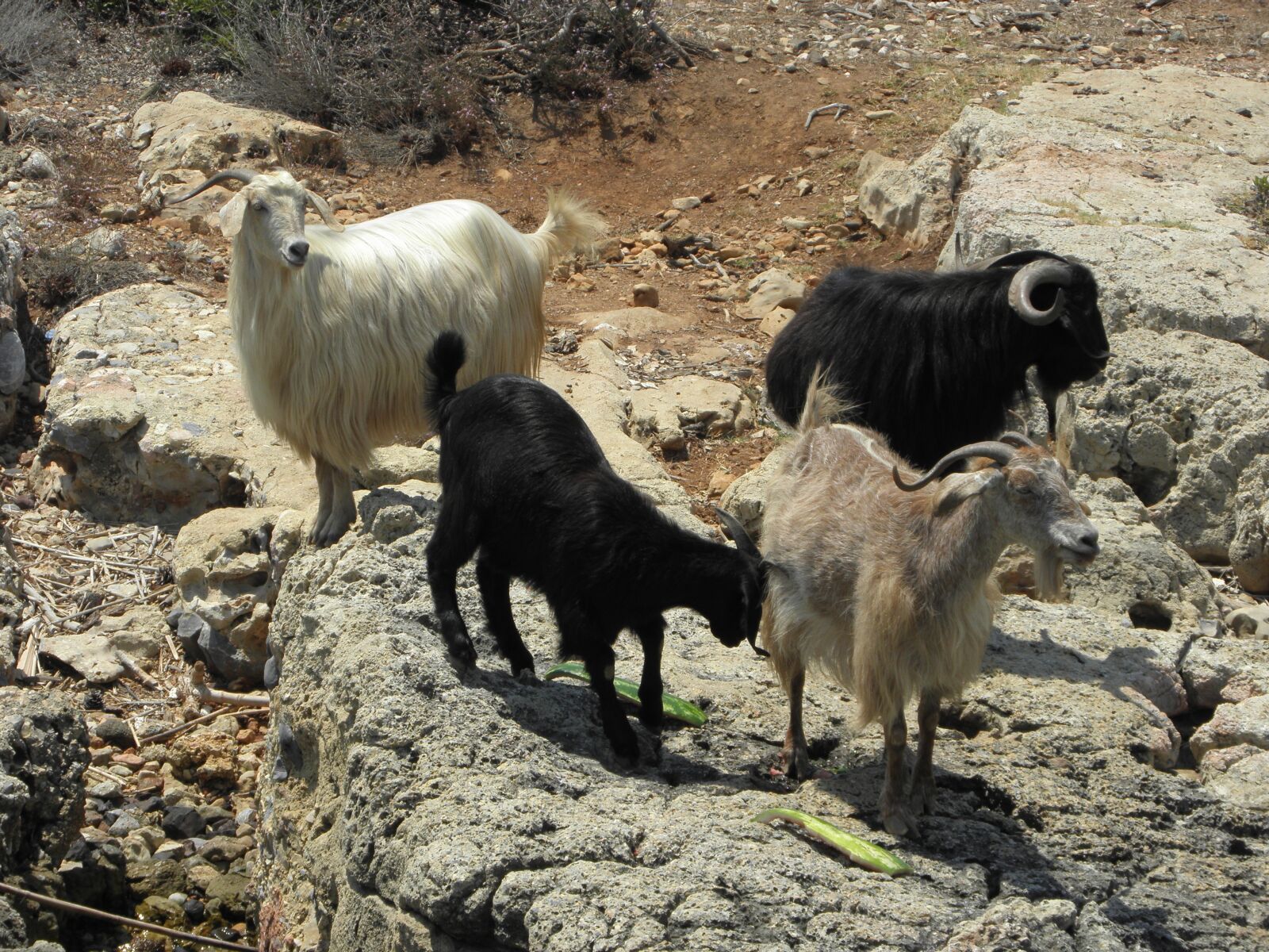 Olympus SP590UZ sample photo. Goat, animal, nature photography