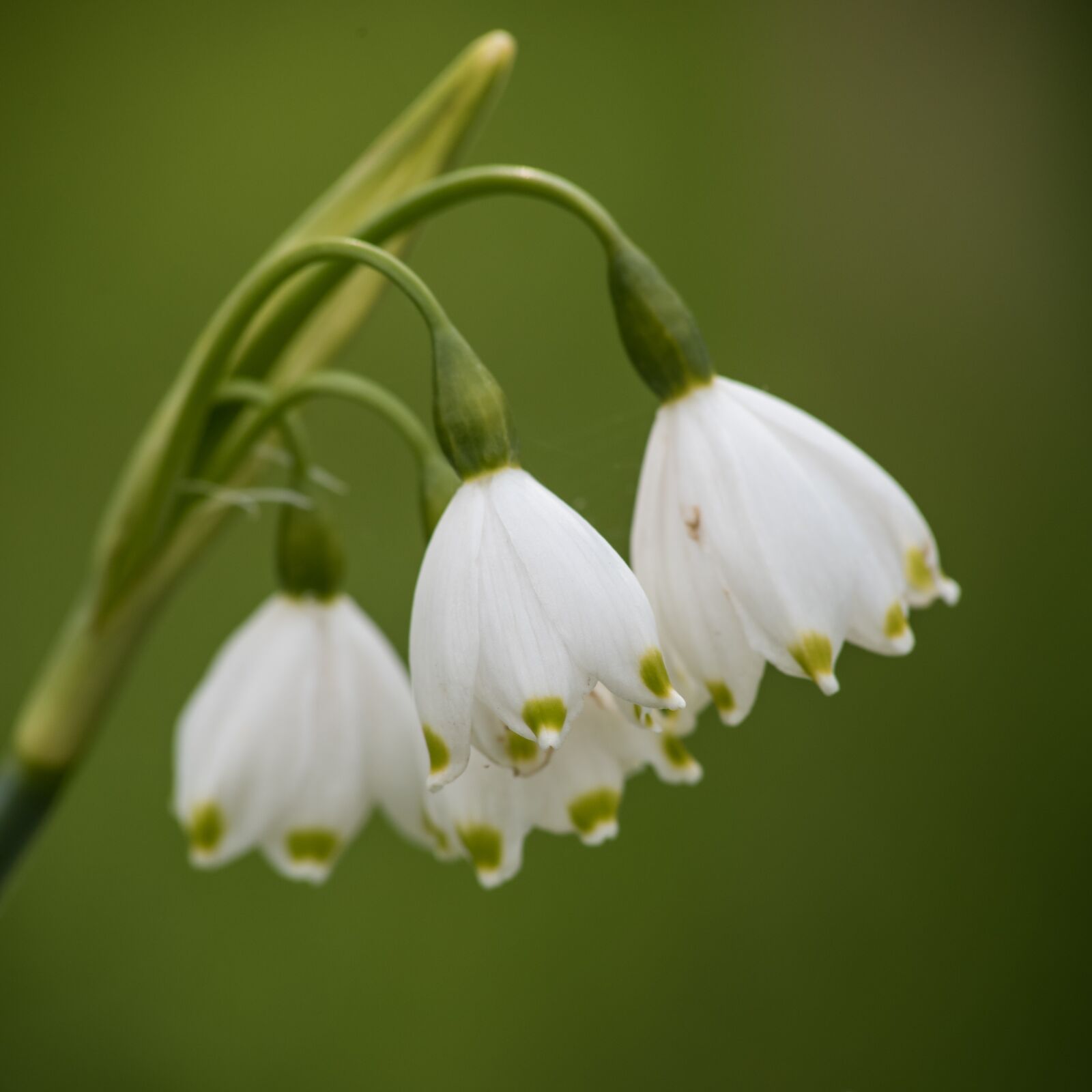 Nikon D750 sample photo. White, flowers, green photography