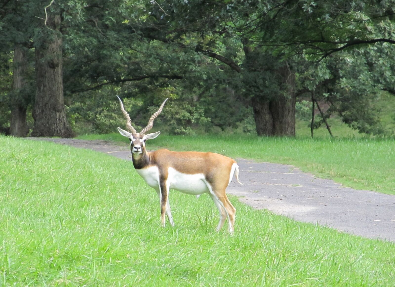 Canon PowerShot SX130 IS sample photo. Blackbuck, indian antelope, looking photography