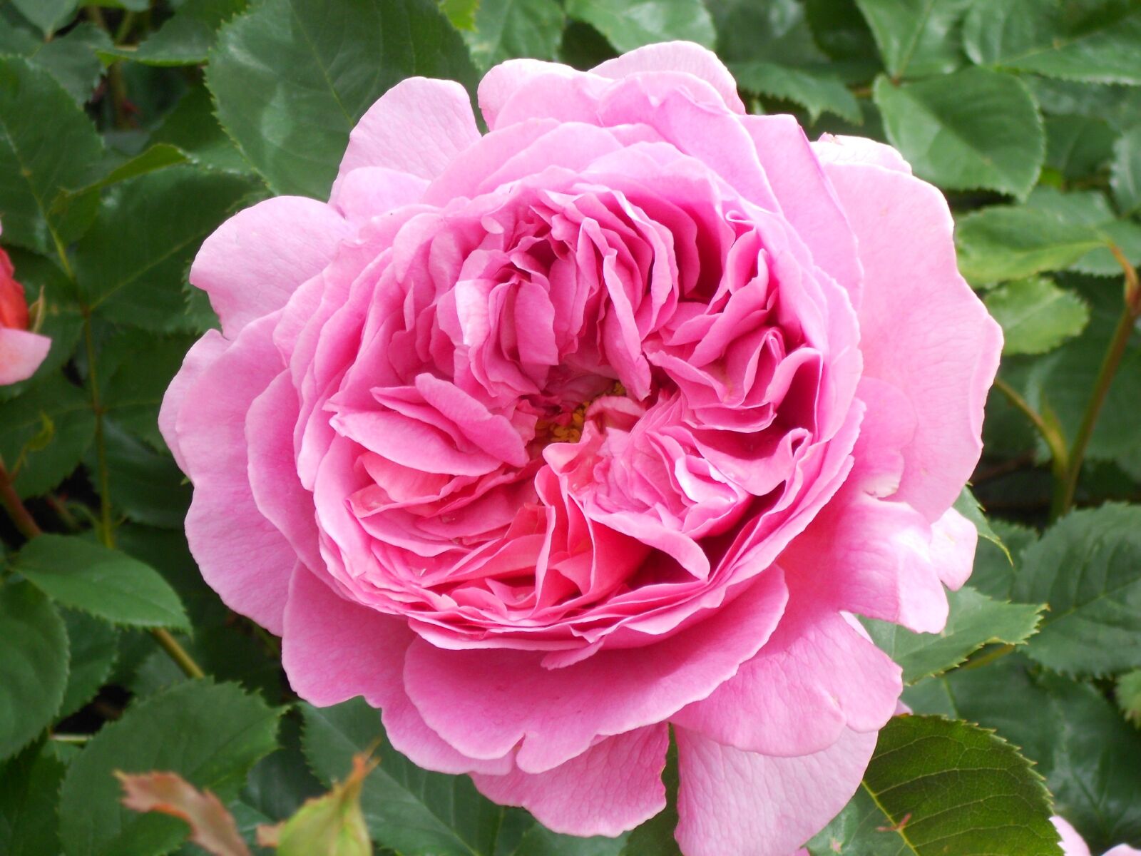 Nikon Coolpix S3100 sample photo. Rose, flower, pink rose photography