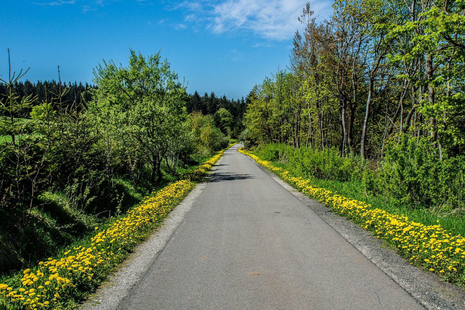 Sony SLT-A77 + Sony DT 16-50mm F2.8 SSM sample photo. Dandelion, road, rhön photography