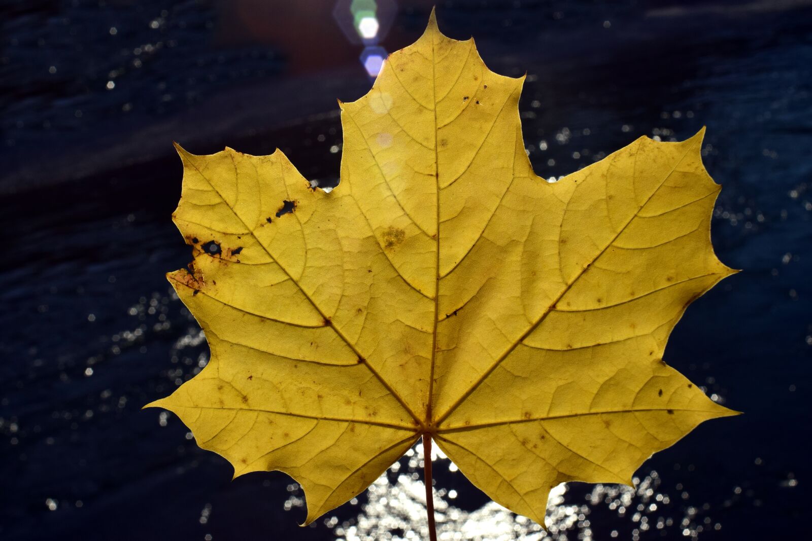 Nikon D3300 sample photo. Leaf, autumn, fall foliage photography