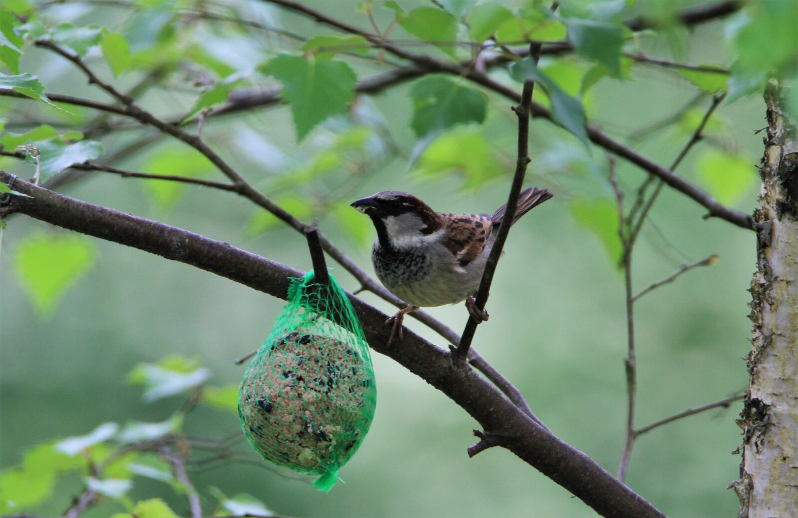 Tamron SP 150-600mm F5-6.3 Di VC USD sample photo. Sparrow, bird, songbird photography