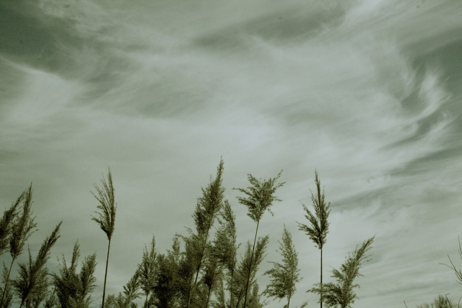 Canon EF-S 18-55mm F3.5-5.6 II sample photo. Dark, clouds, greens, nature photography